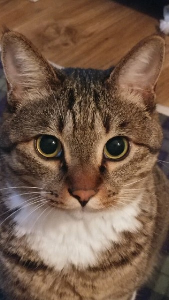 꾸미 (깨죽이) 와의 동거 4년  후기 입니다.