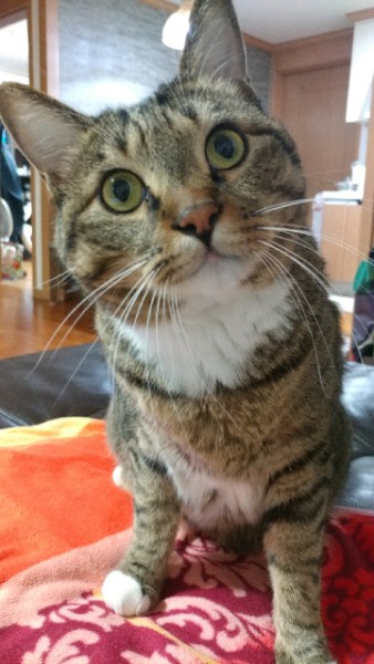 꾸미 (깨죽이) 와의 동거 4년  후기 입니다.