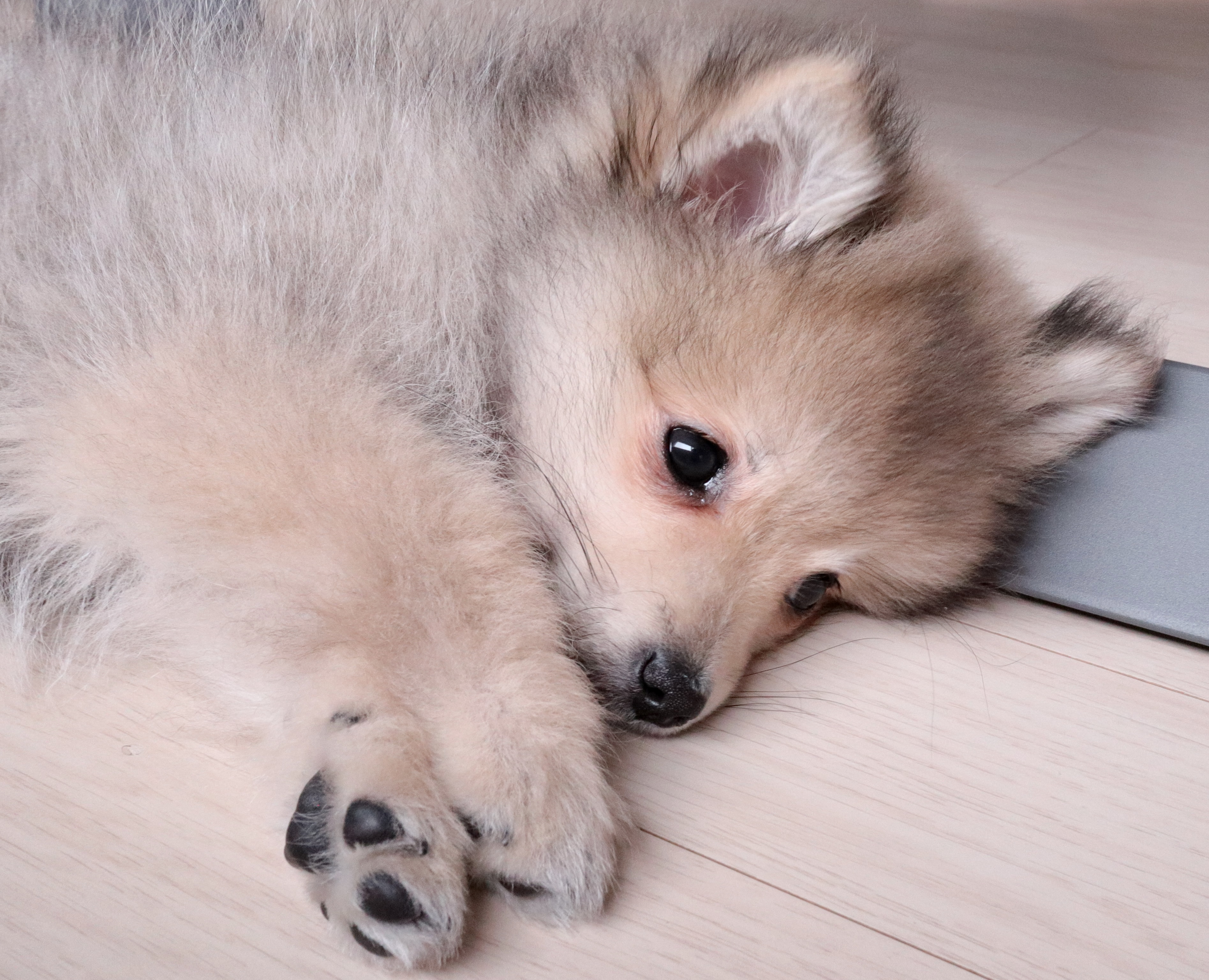 복실이 (그이-곤지암106) 일주일 차 입양 후기