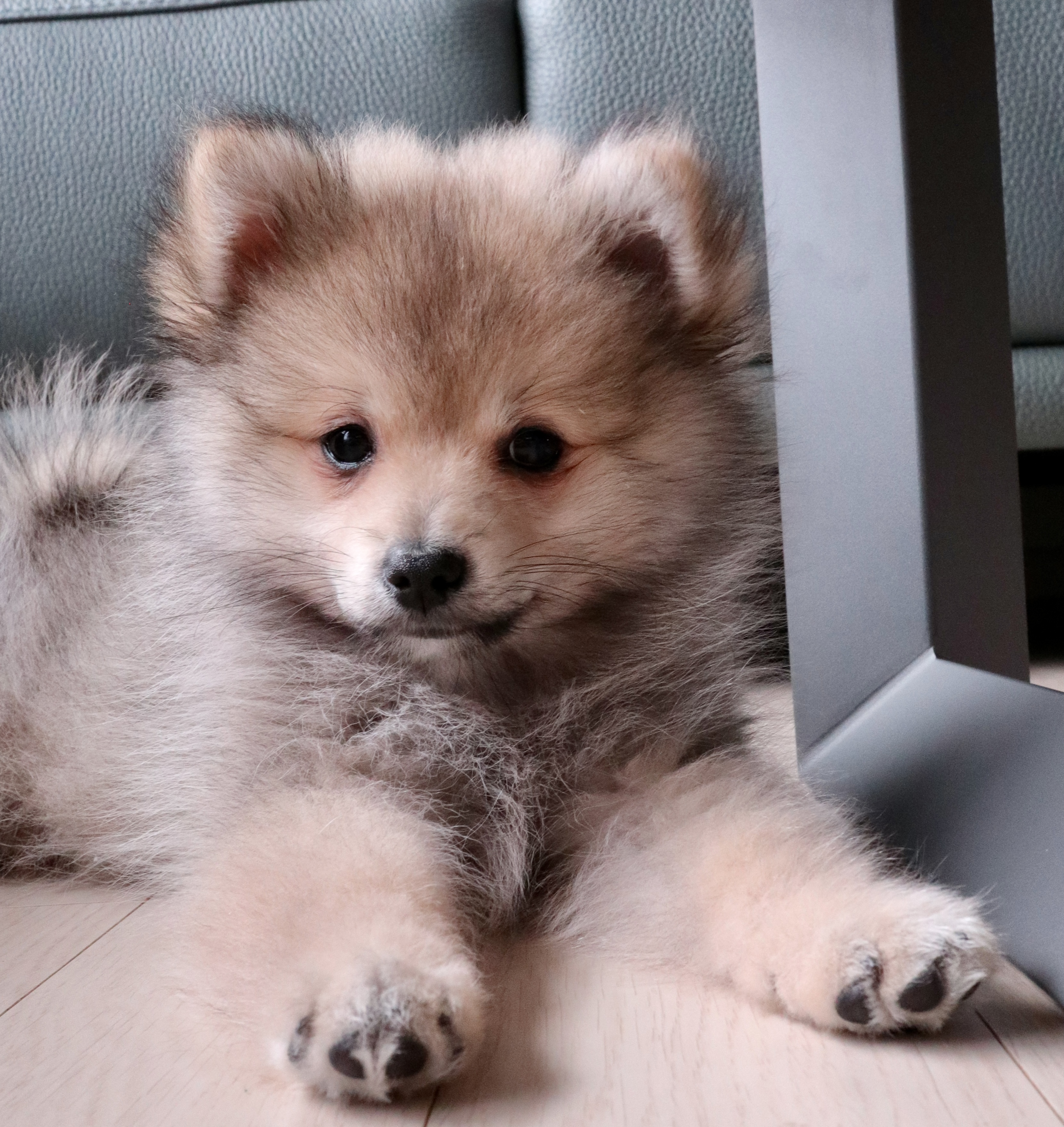 복실이 (그이-곤지암106) 일주일 차 입양 후기