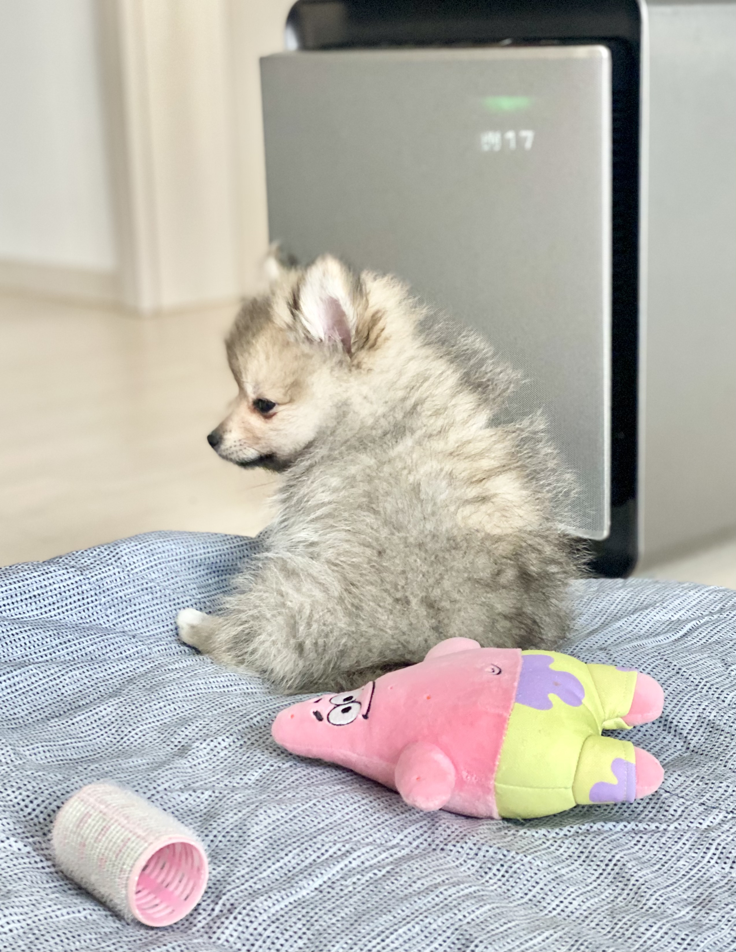 복실이 (그이-곤지암106) 일주일 차 입양 후기