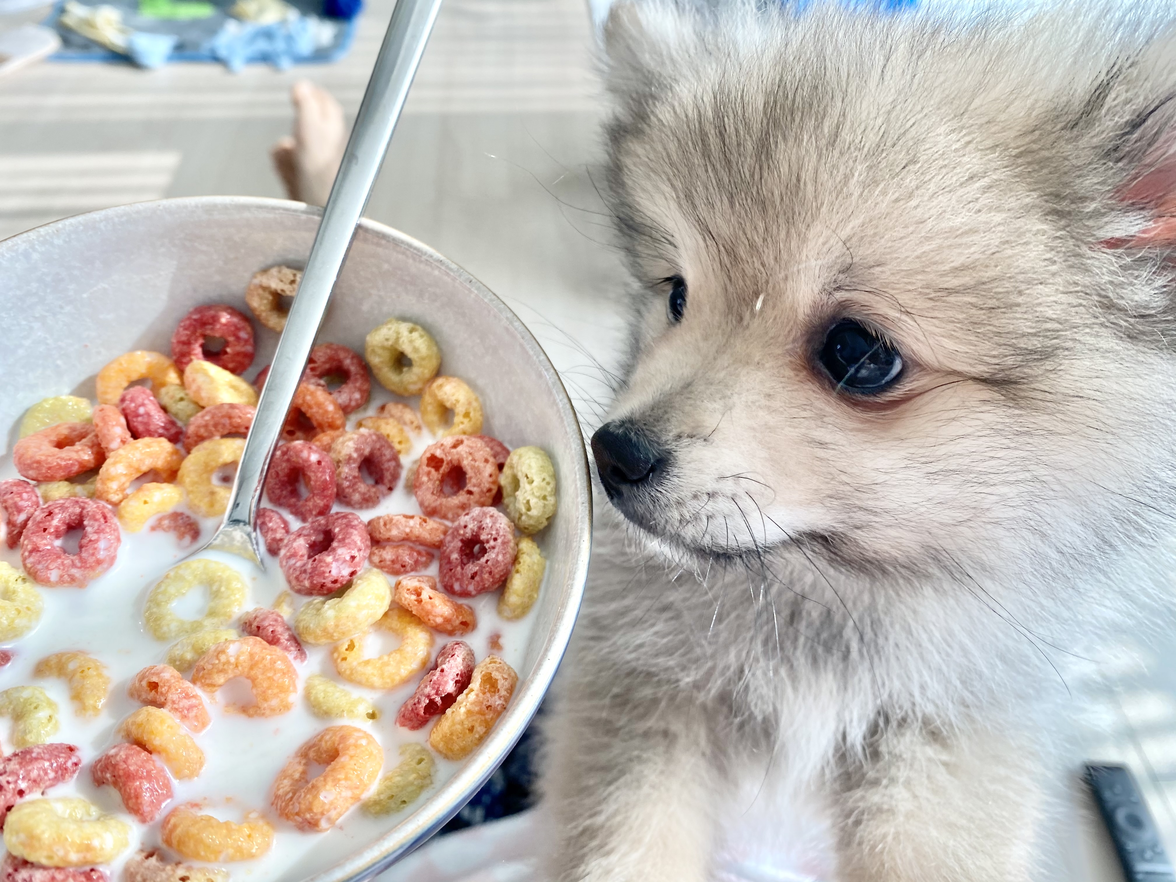 복실이 (그이-곤지암106) 일주일 차 입양 후기