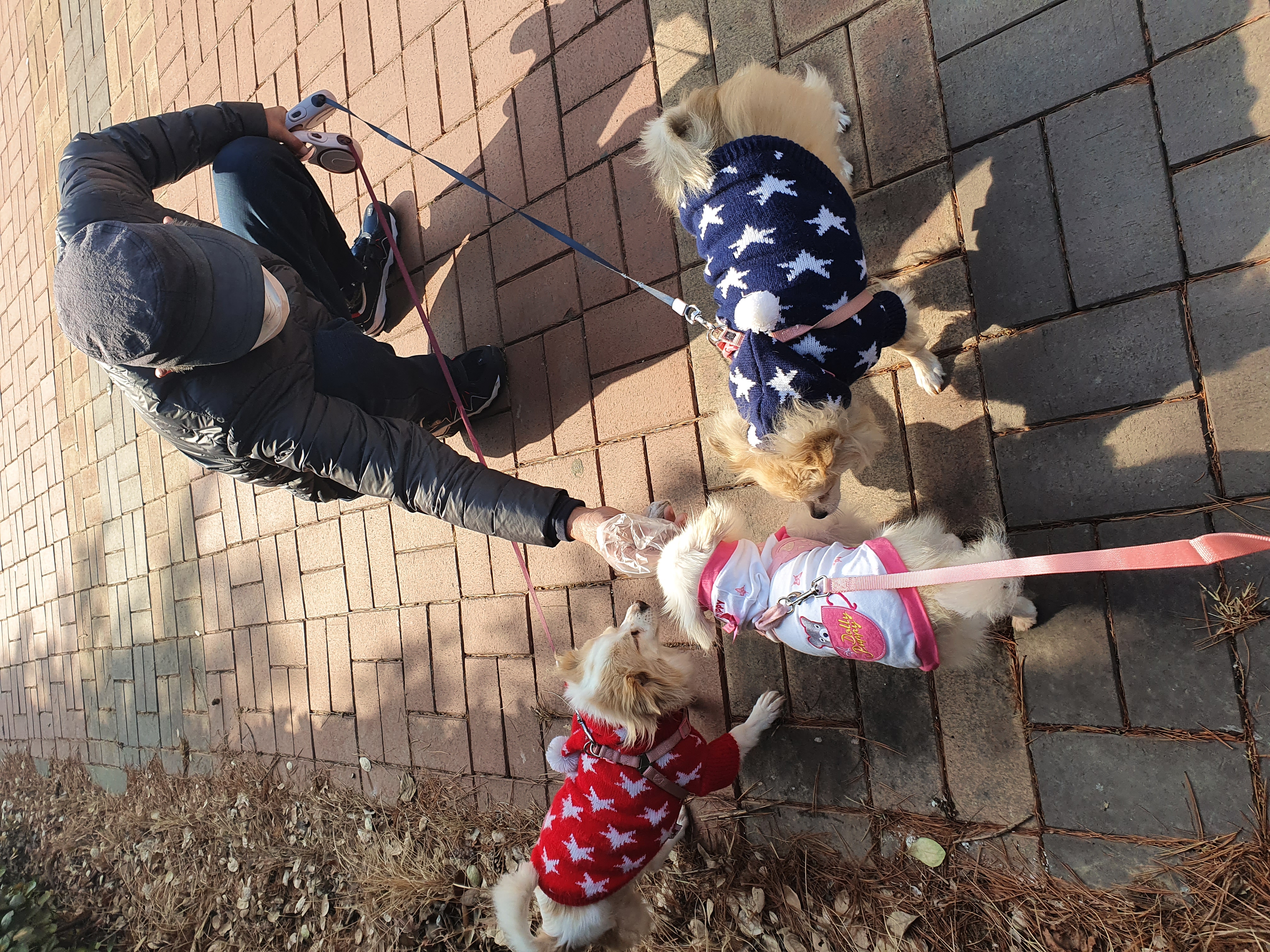 곤지암 번식장에서 구조된 <그레> 의 한달 임보 근황입니다!