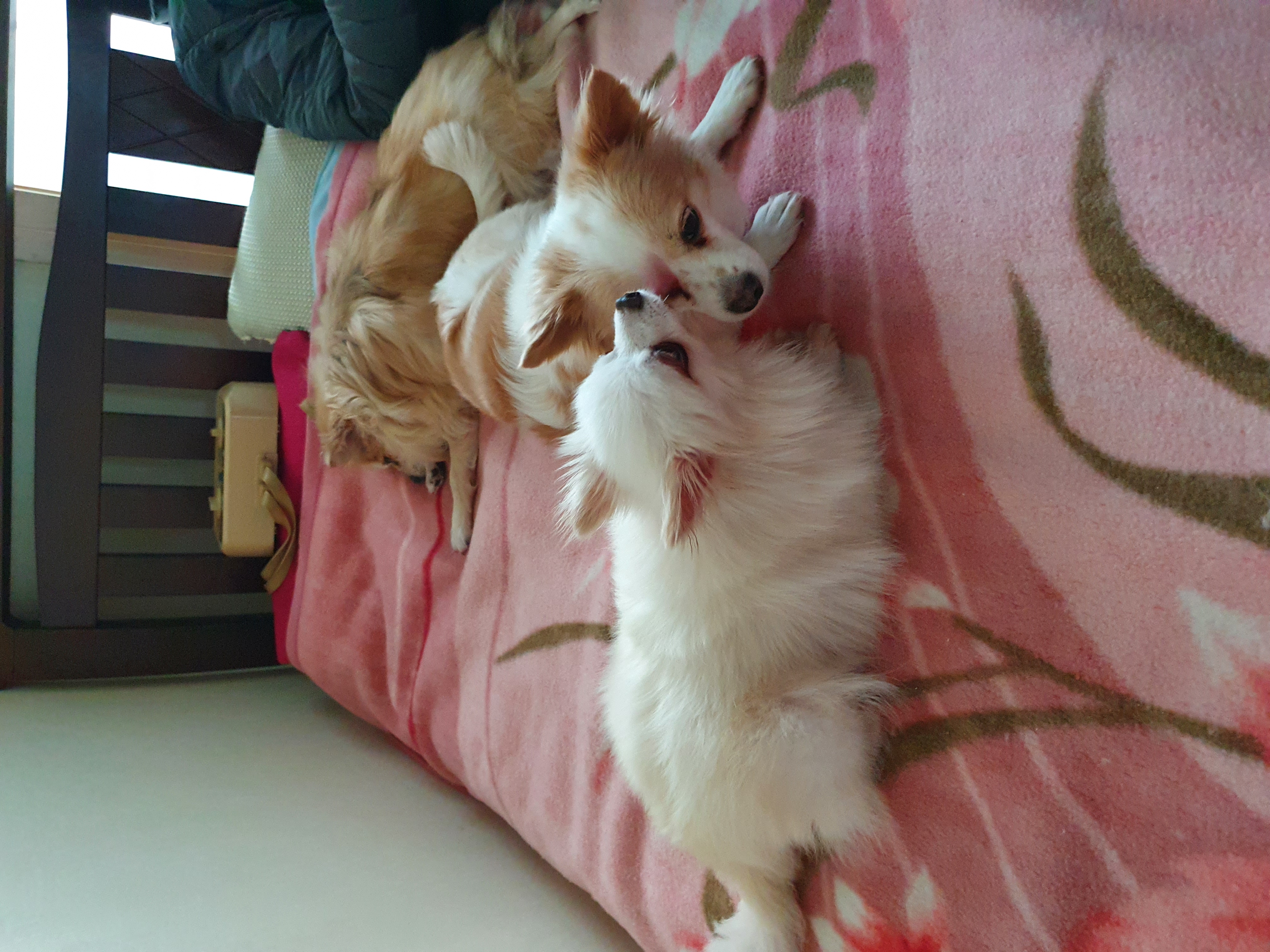 곤지암 번식장에서 구조된 <그레> 의 한달 임보 근황입니다!