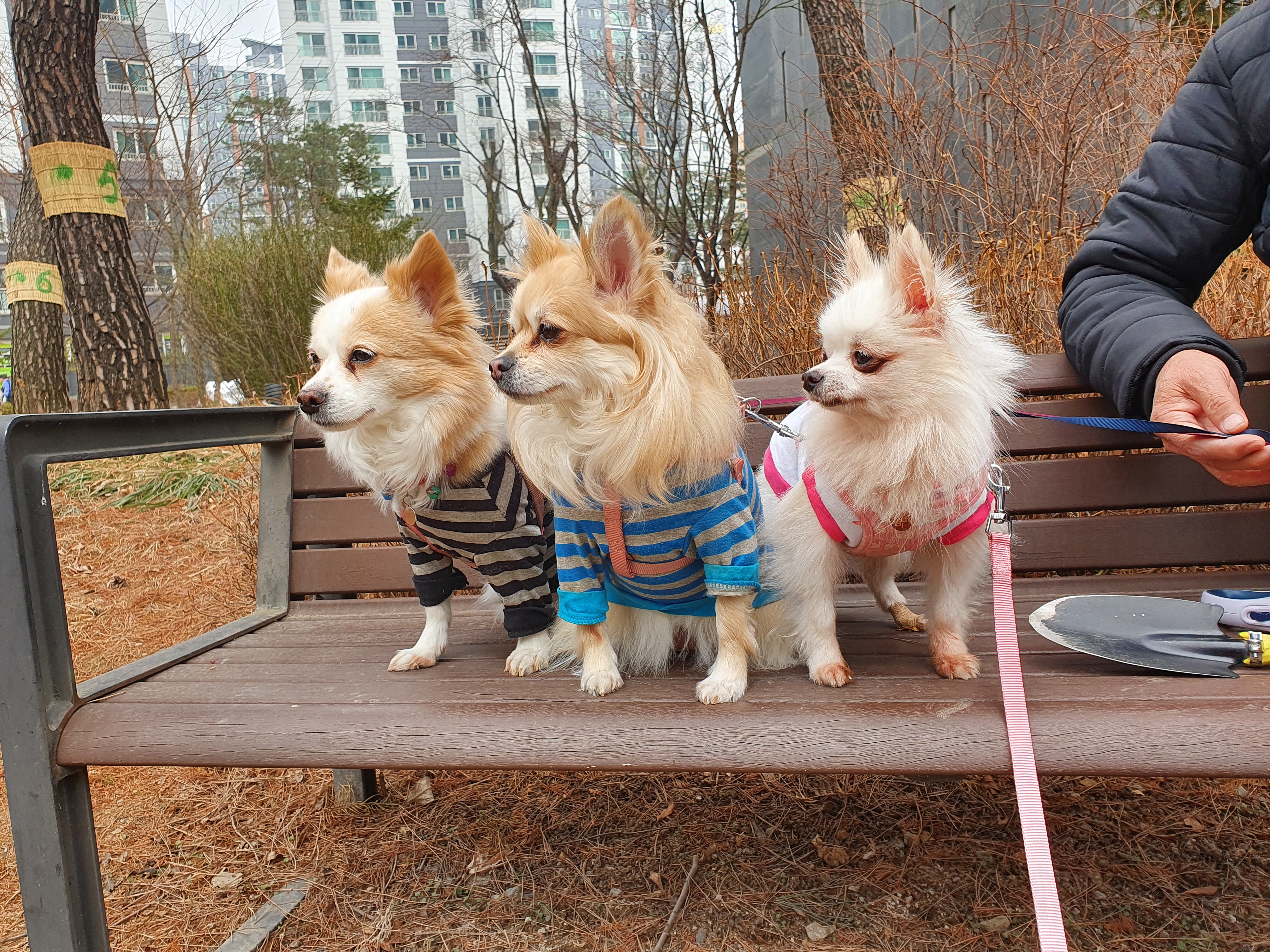 곤지암 번식장에서 구조된 <그레> 의 한달 임보 근황입니다!