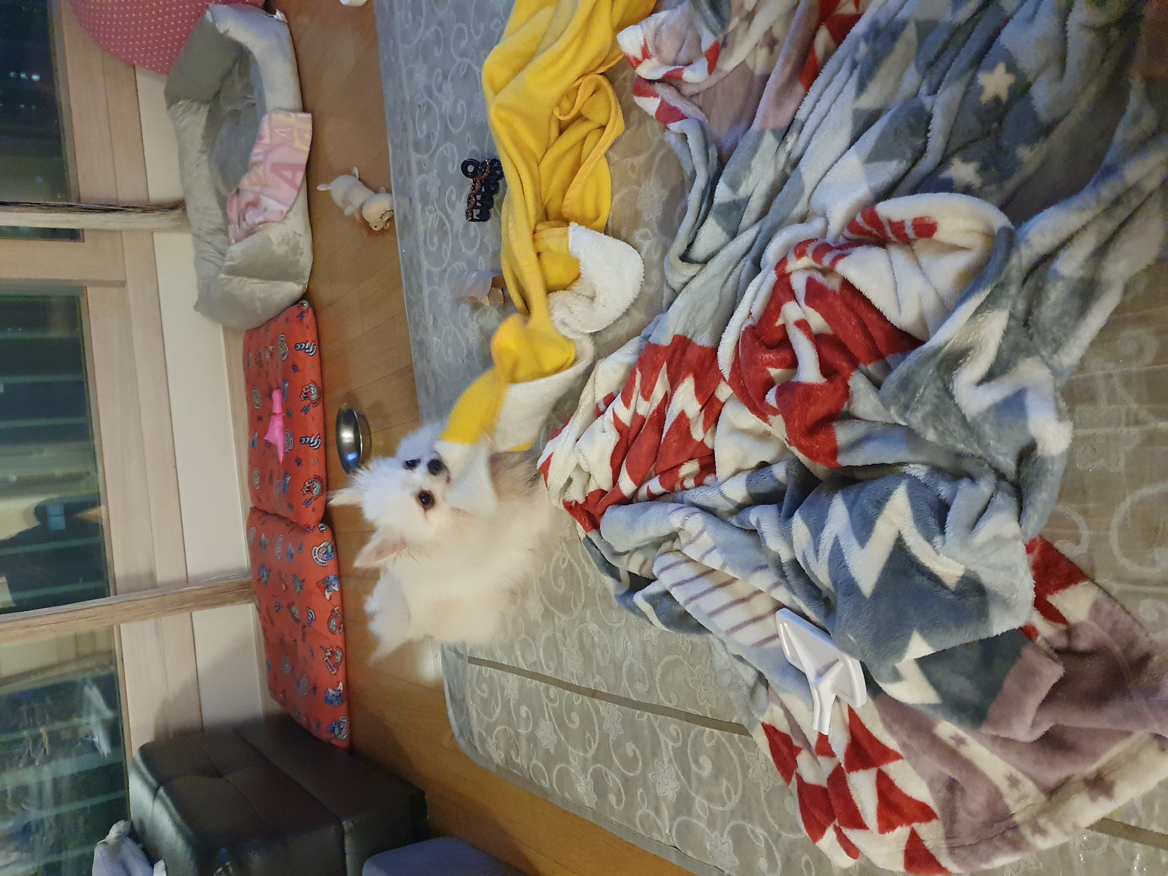 곤지암 번식장에서 구조된 <그레> 의 한달 임보 근황입니다!