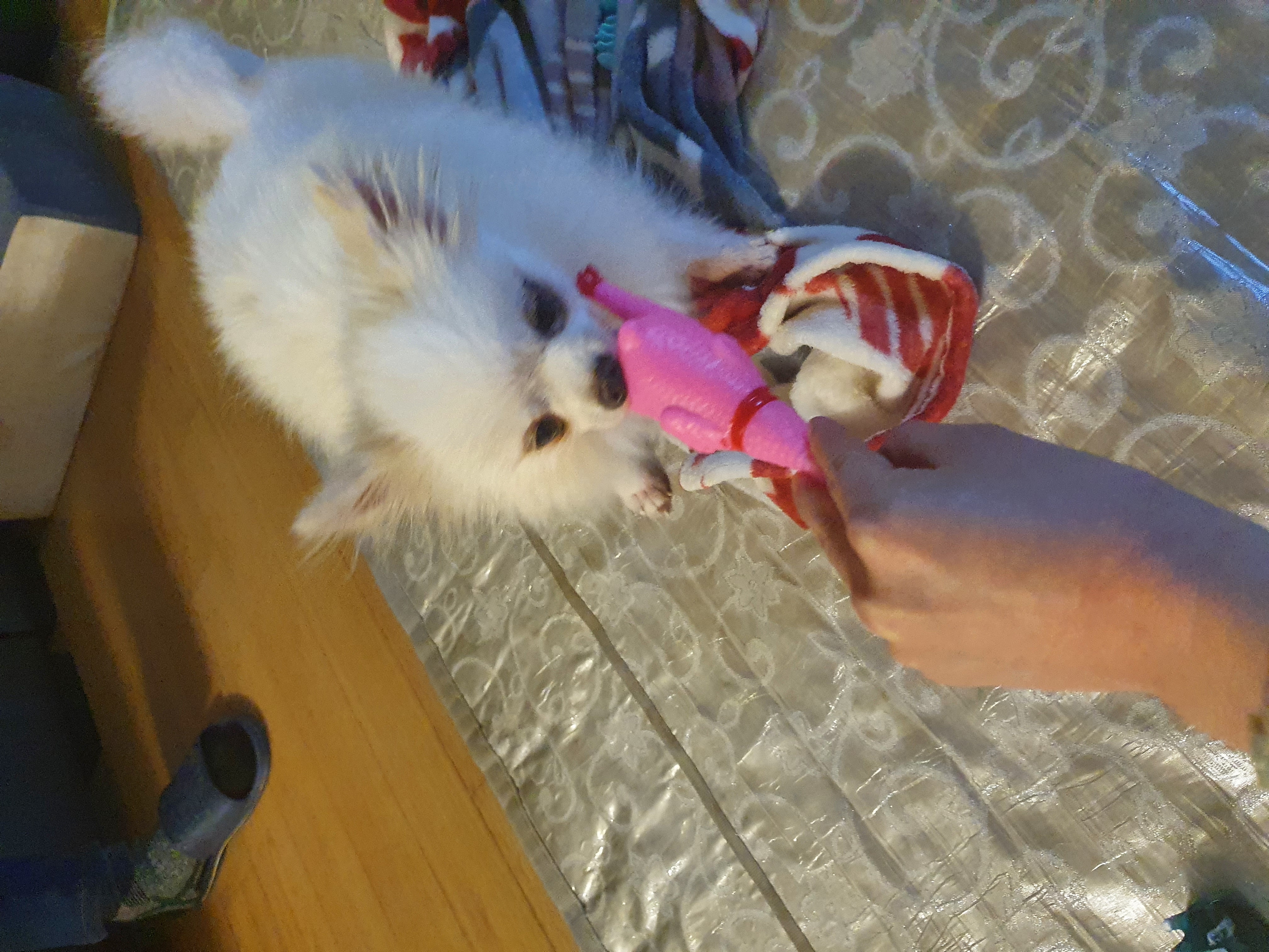 곤지암 번식장에서 구조된 <그레> 의 한달 임보 근황입니다!