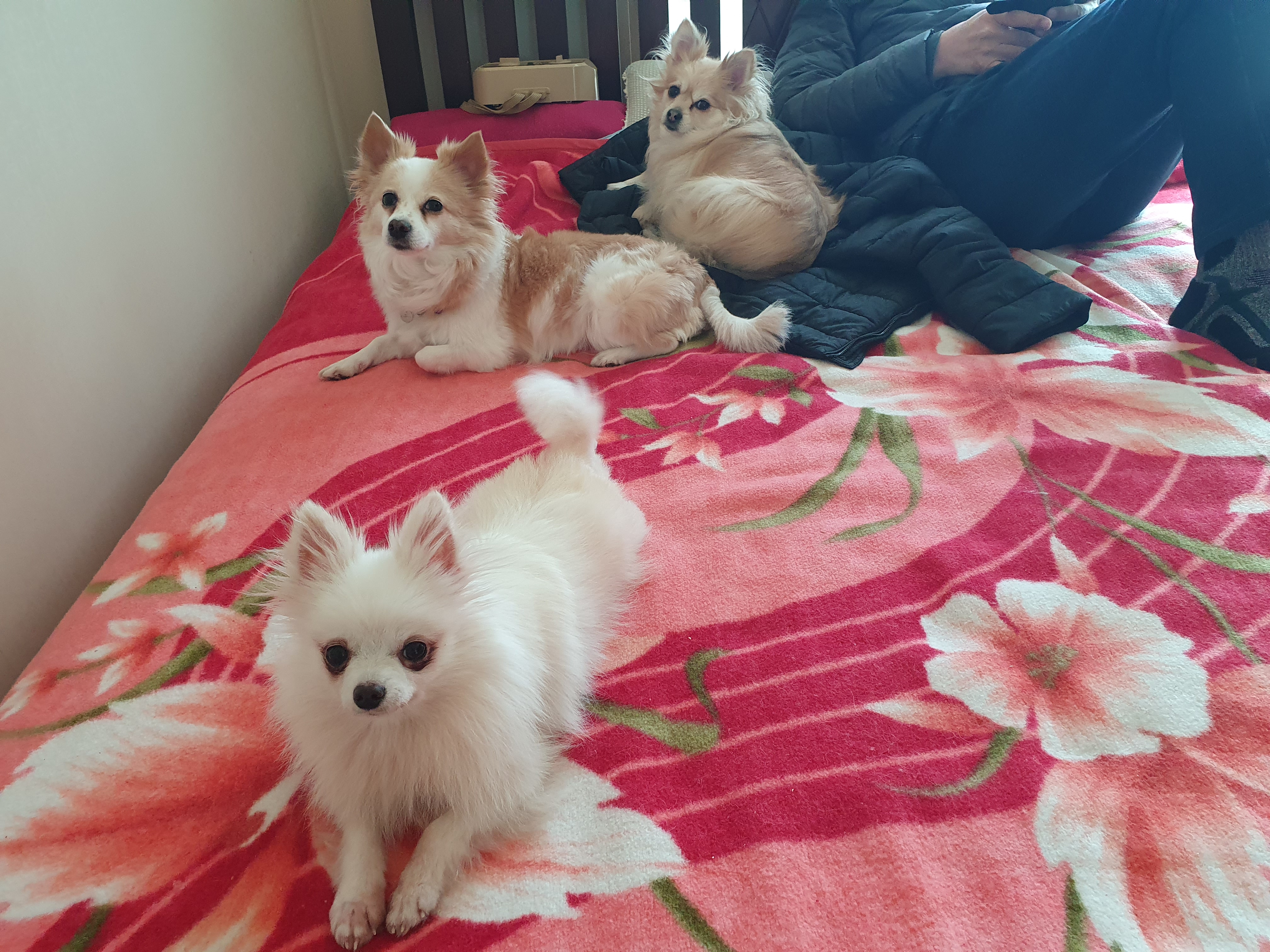 곤지암 번식장에서 구조된 <그레> 의 한달 임보 근황입니다!