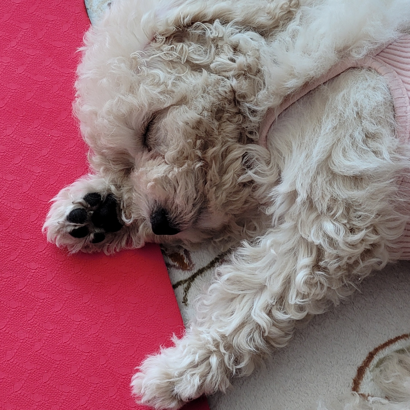 푸사 입양 후기!