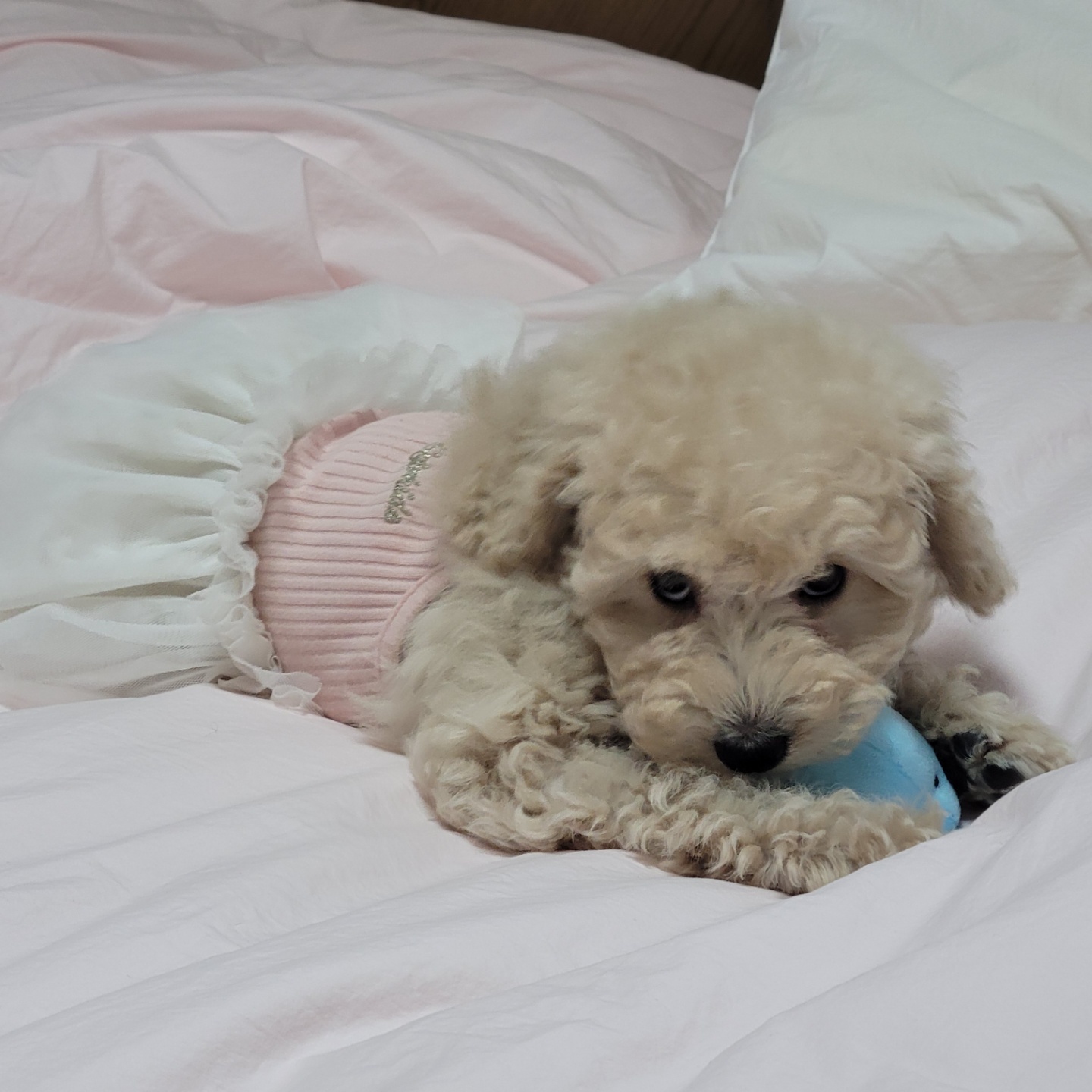 푸사 입양 후기!