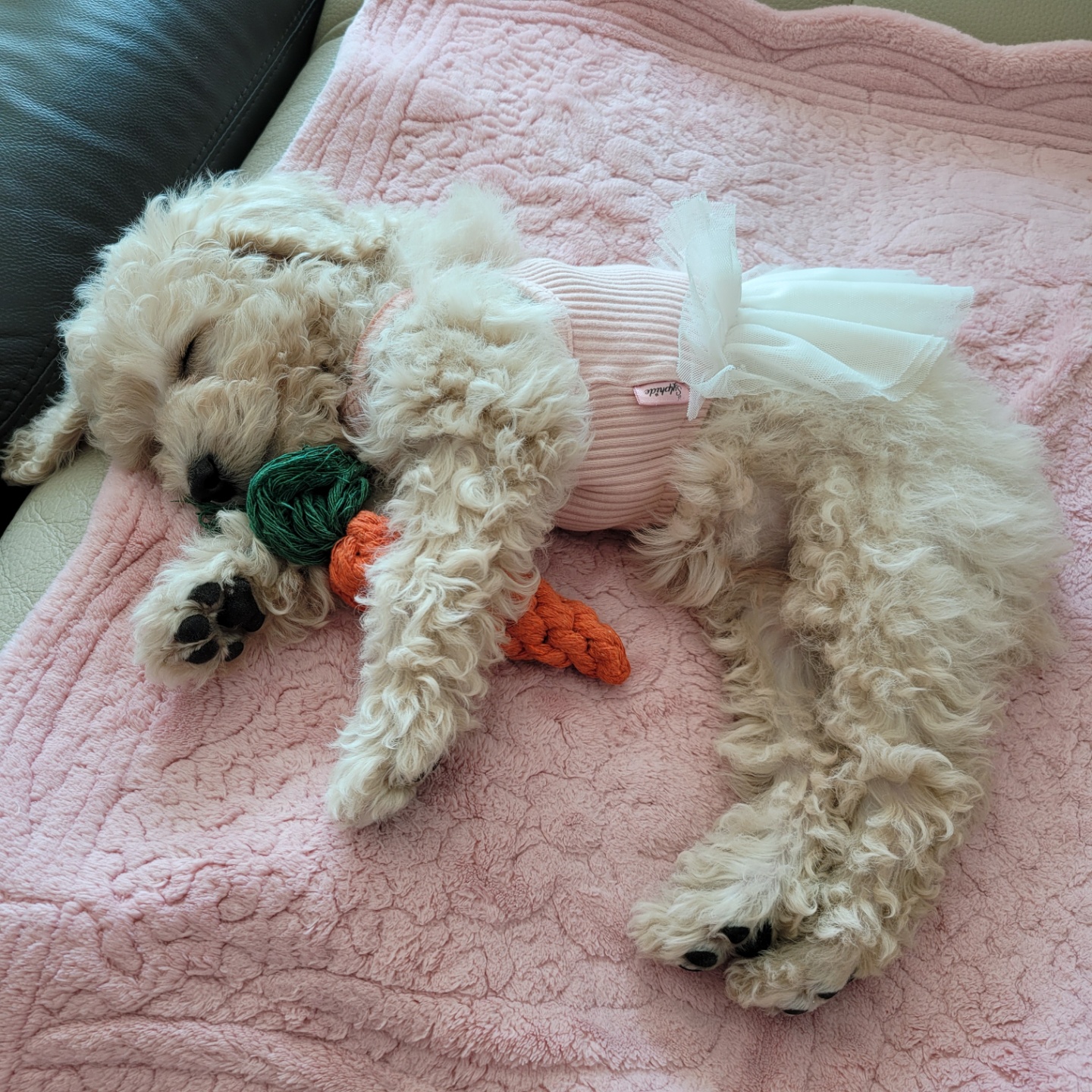 푸사 입양 후기!