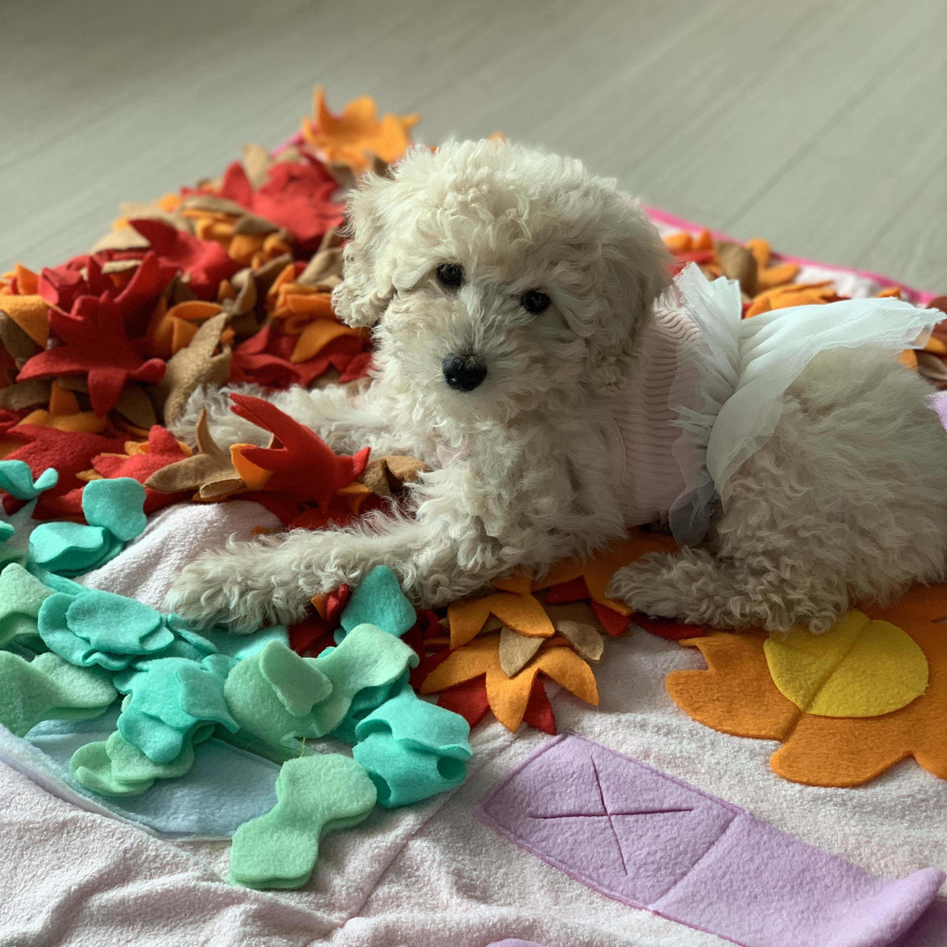 푸사 입양 후기!