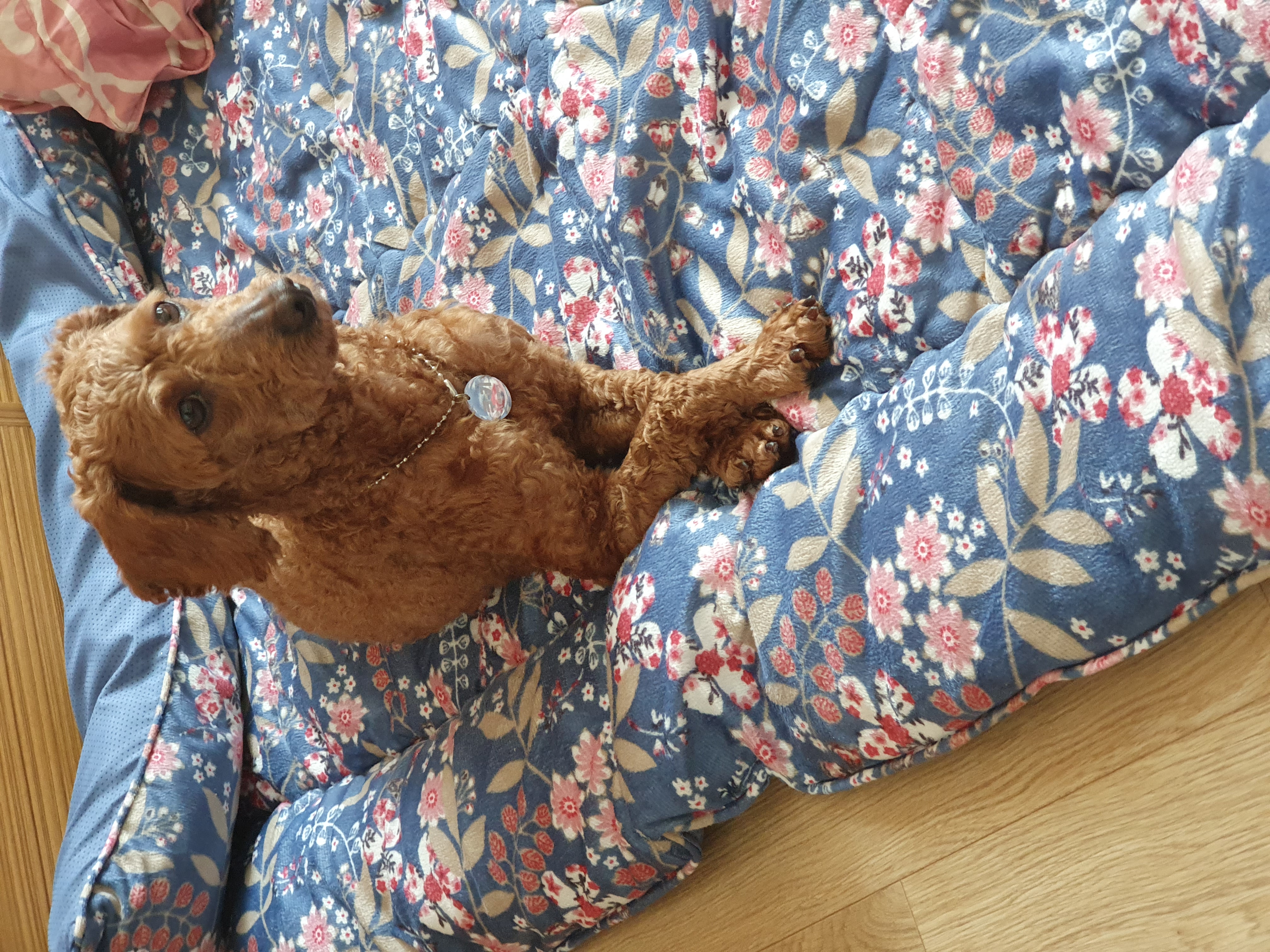 앙금이랑 일주일 살기^^♡♡♡