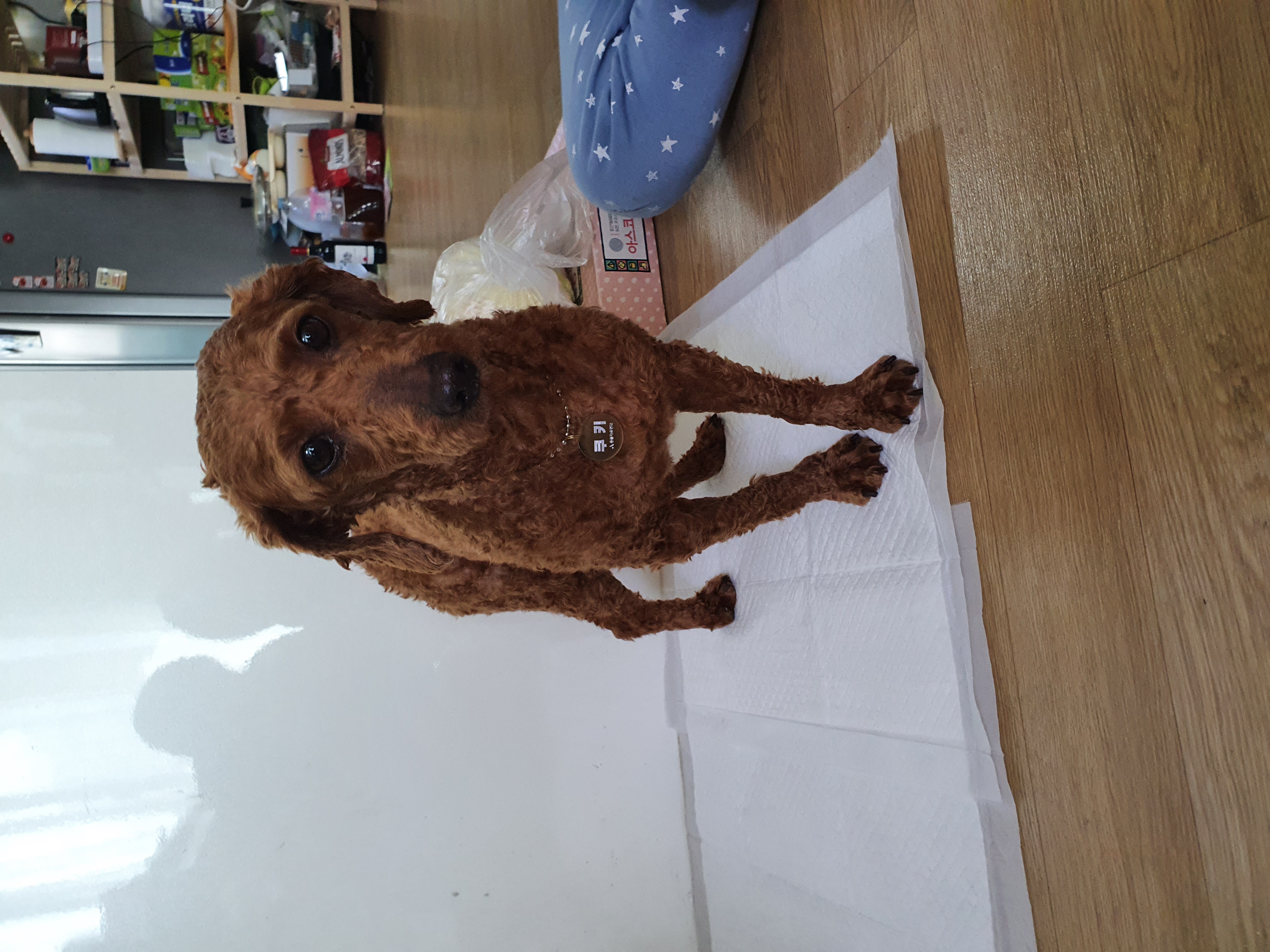 앙금이랑 일주일 살기^^♡♡♡