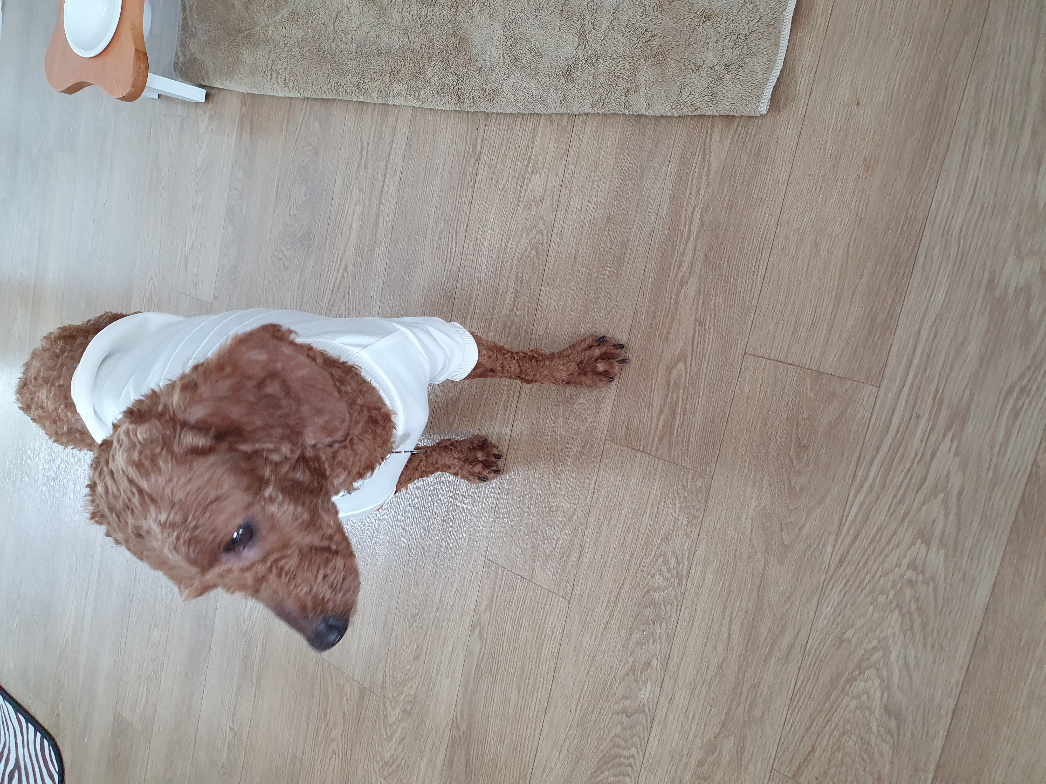 앙금이랑 일주일 살기^^♡♡♡