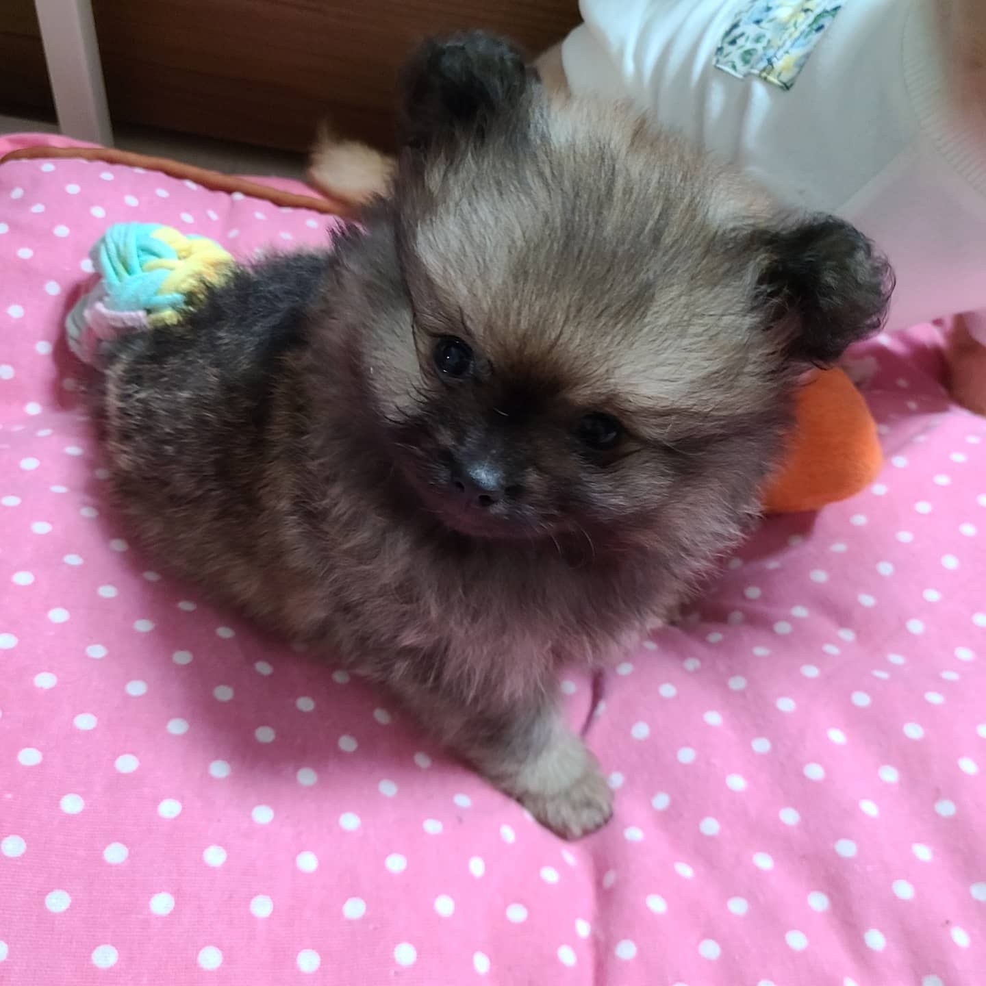 곤지암 번식장 구조견 워터(곤지암-2),워일(곤지암93) 임보 1개월 차 후기