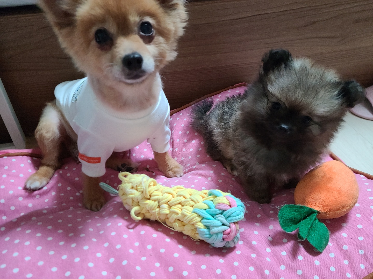 곤지암 번식장 구조견 워터(곤지암-2),워일(곤지암93) 임보 1개월 차 후기