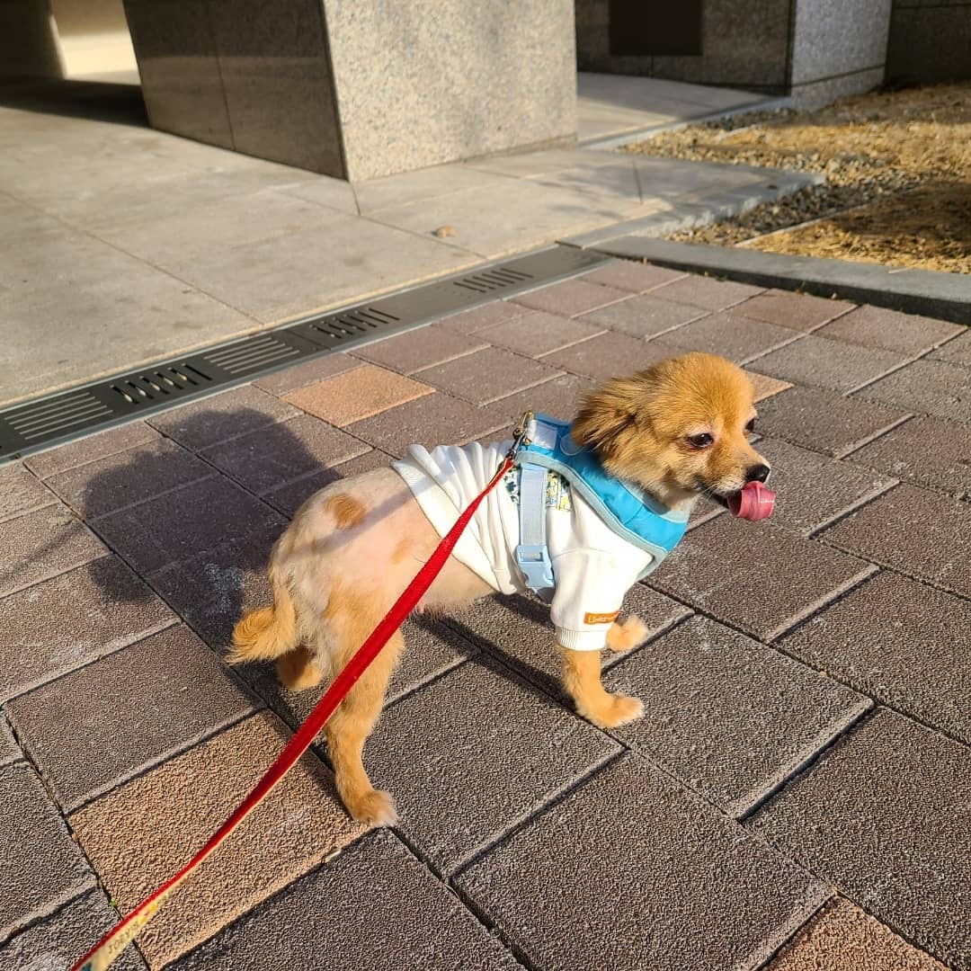 곤지암 번식장 구조견 워터(곤지암-2),워일(곤지암93) 임보 1개월 차 후기