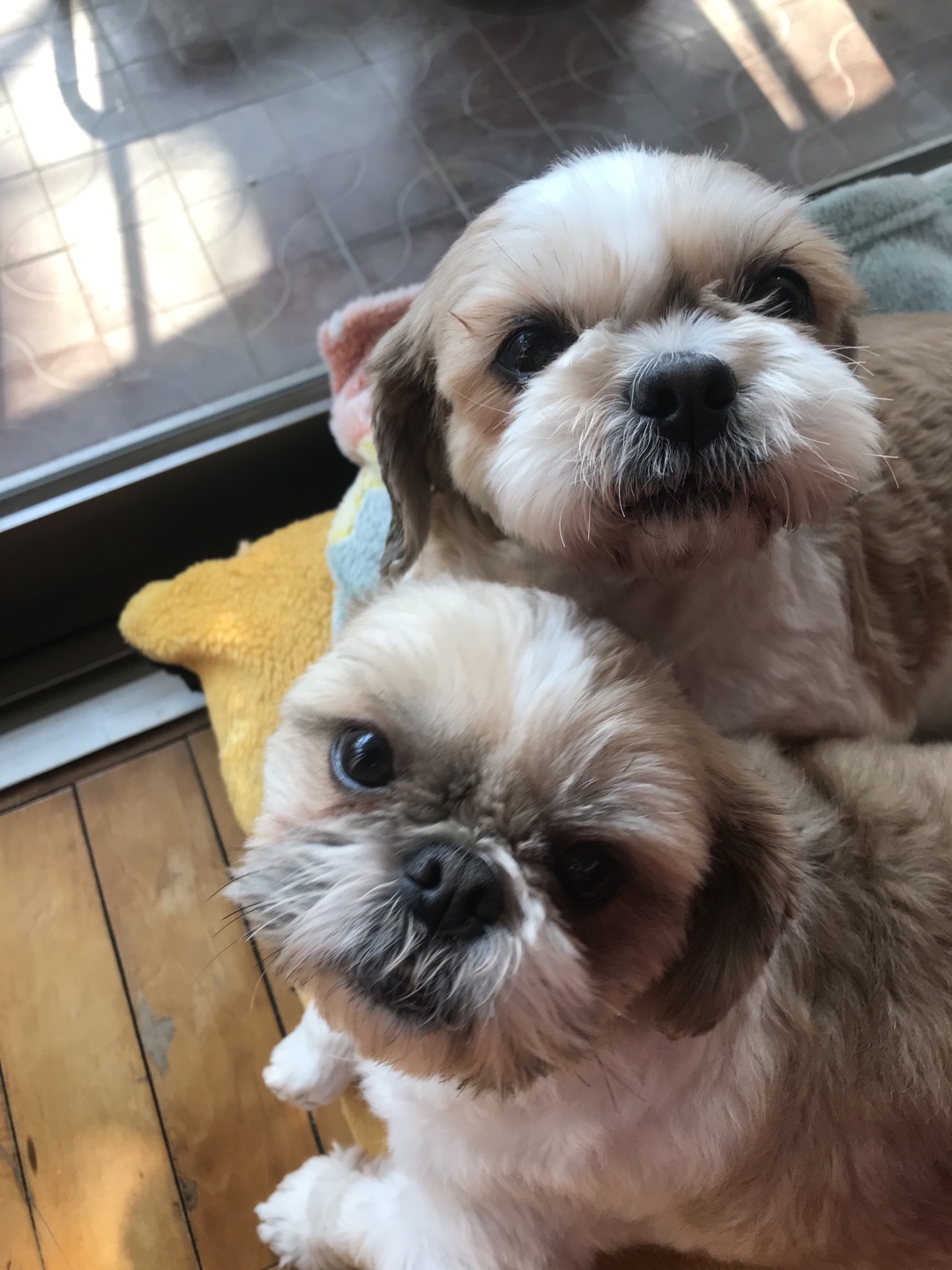 영천 번식장 탱구 탱자 입양 1년 후 후기