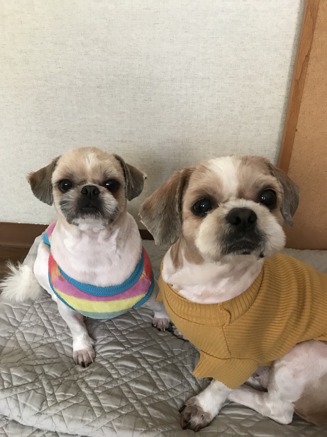 영천 번식장 탱구 탱자 입양 1년 후 후기