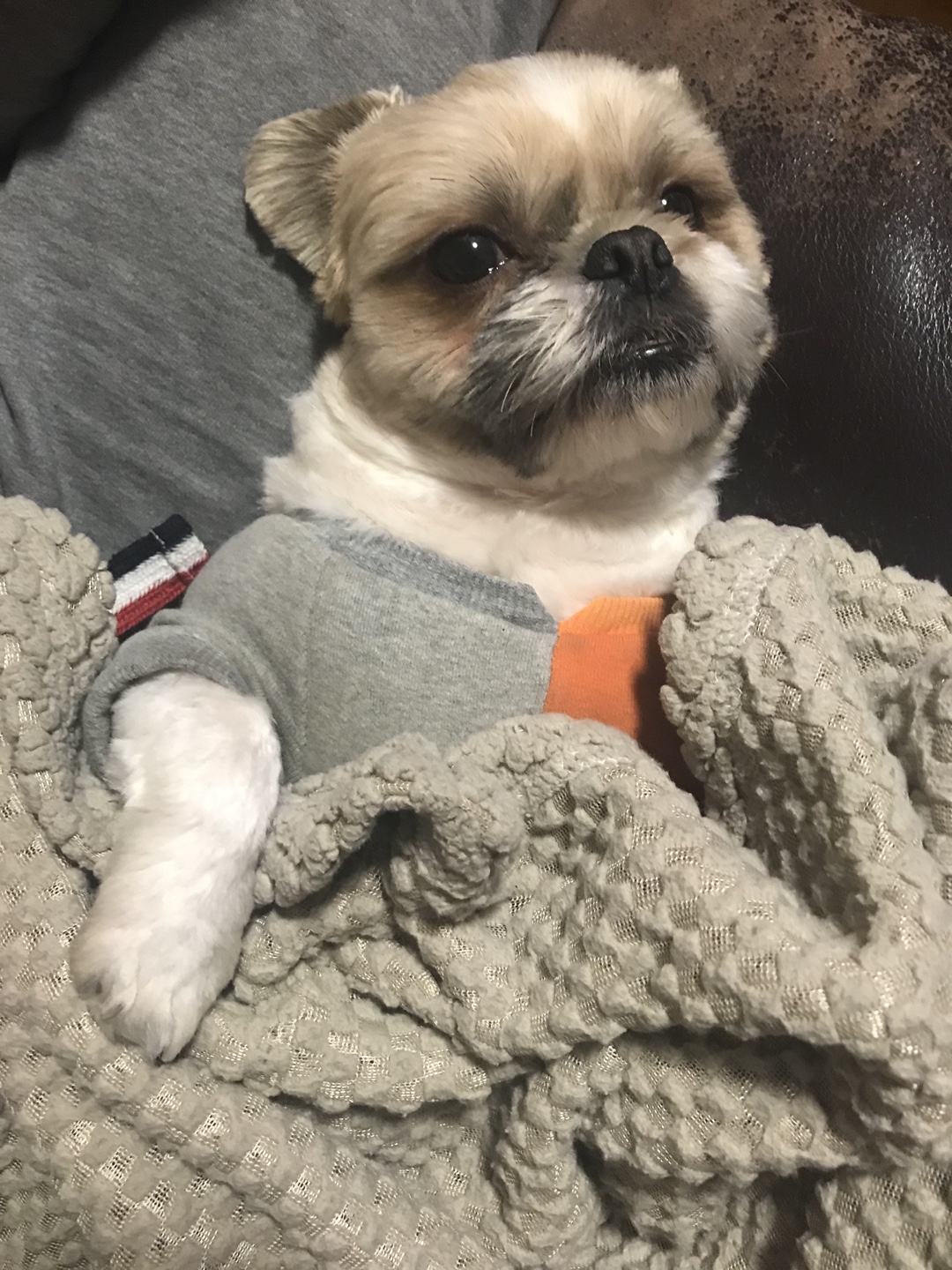 영천 번식장 탱구 탱자 입양 1년 후 후기