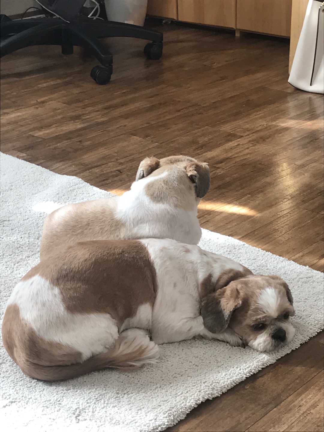 영천 번식장 탱구 탱자 입양 1년 후 후기