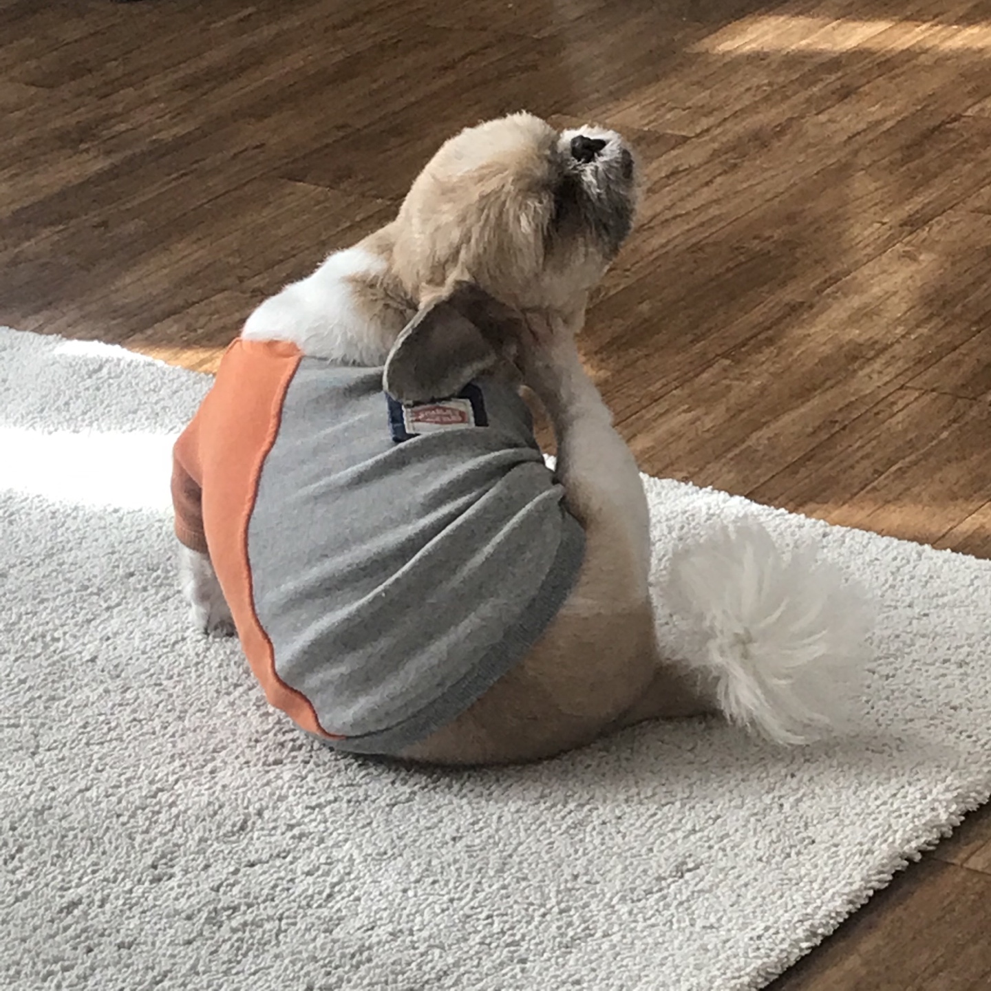 영천 번식장 탱구 탱자 입양 1년 후 후기