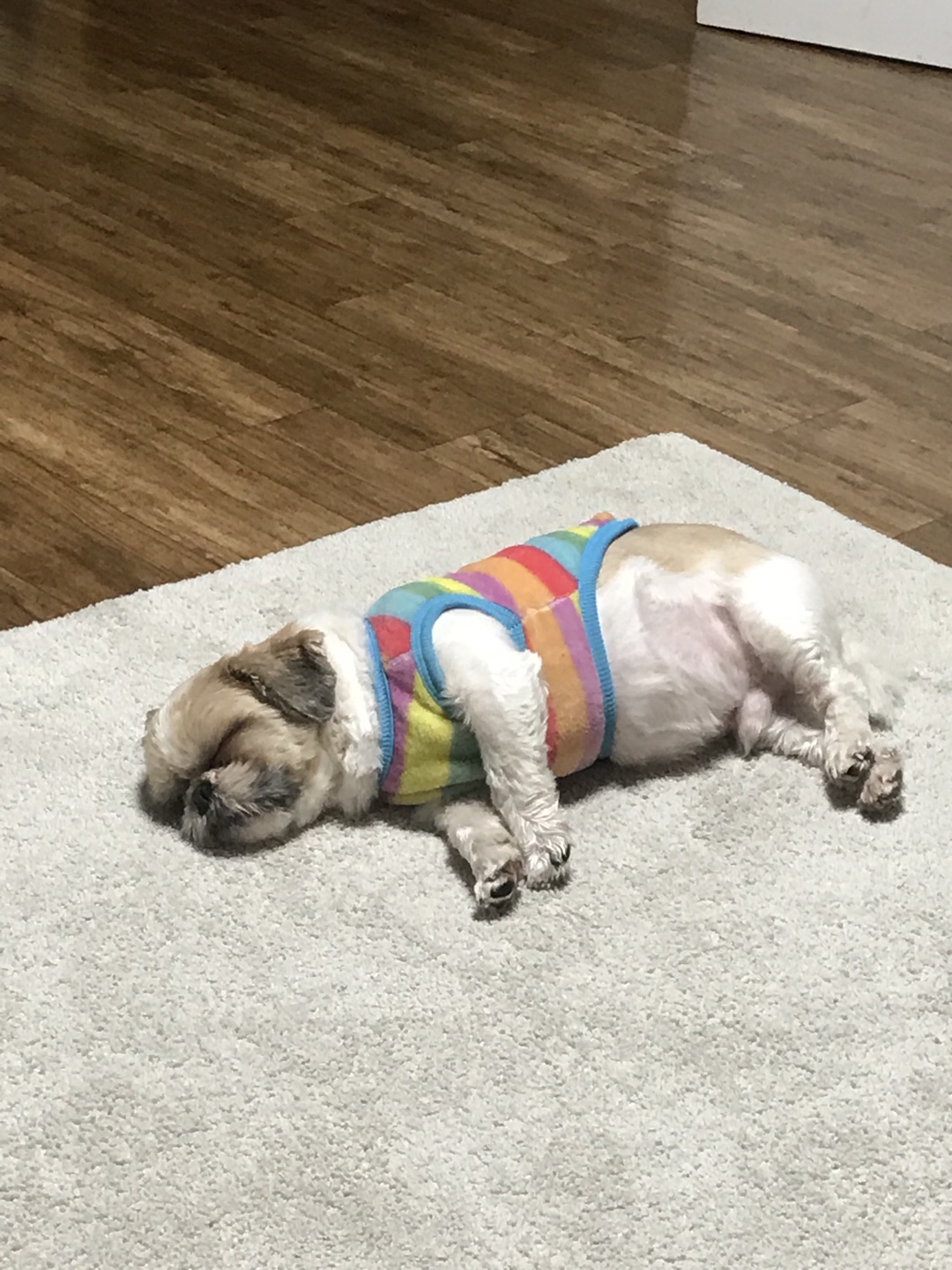 영천 번식장 탱구 탱자 입양 1년 후 후기