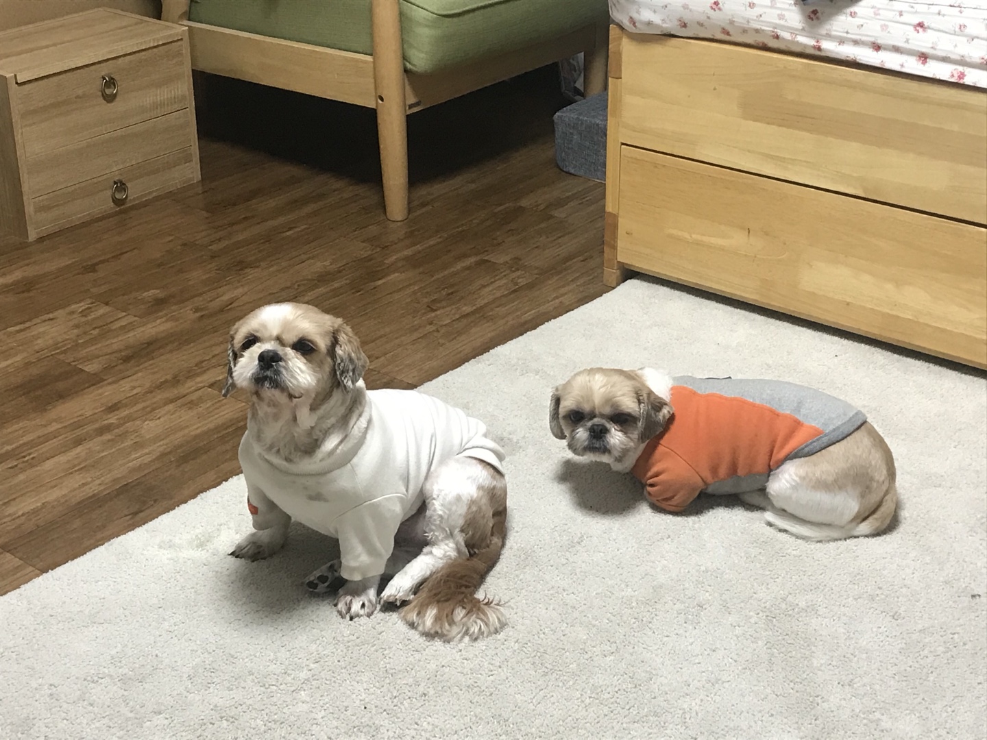 영천 번식장 탱구 탱자 입양 1년 후 후기