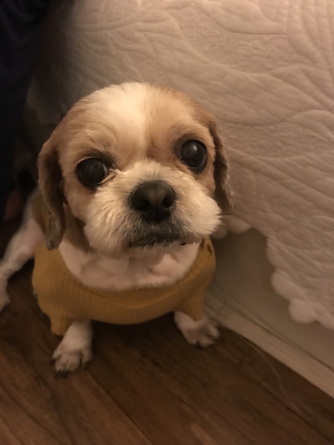 영천 번식장 탱구 탱자 입양 1년 후 후기