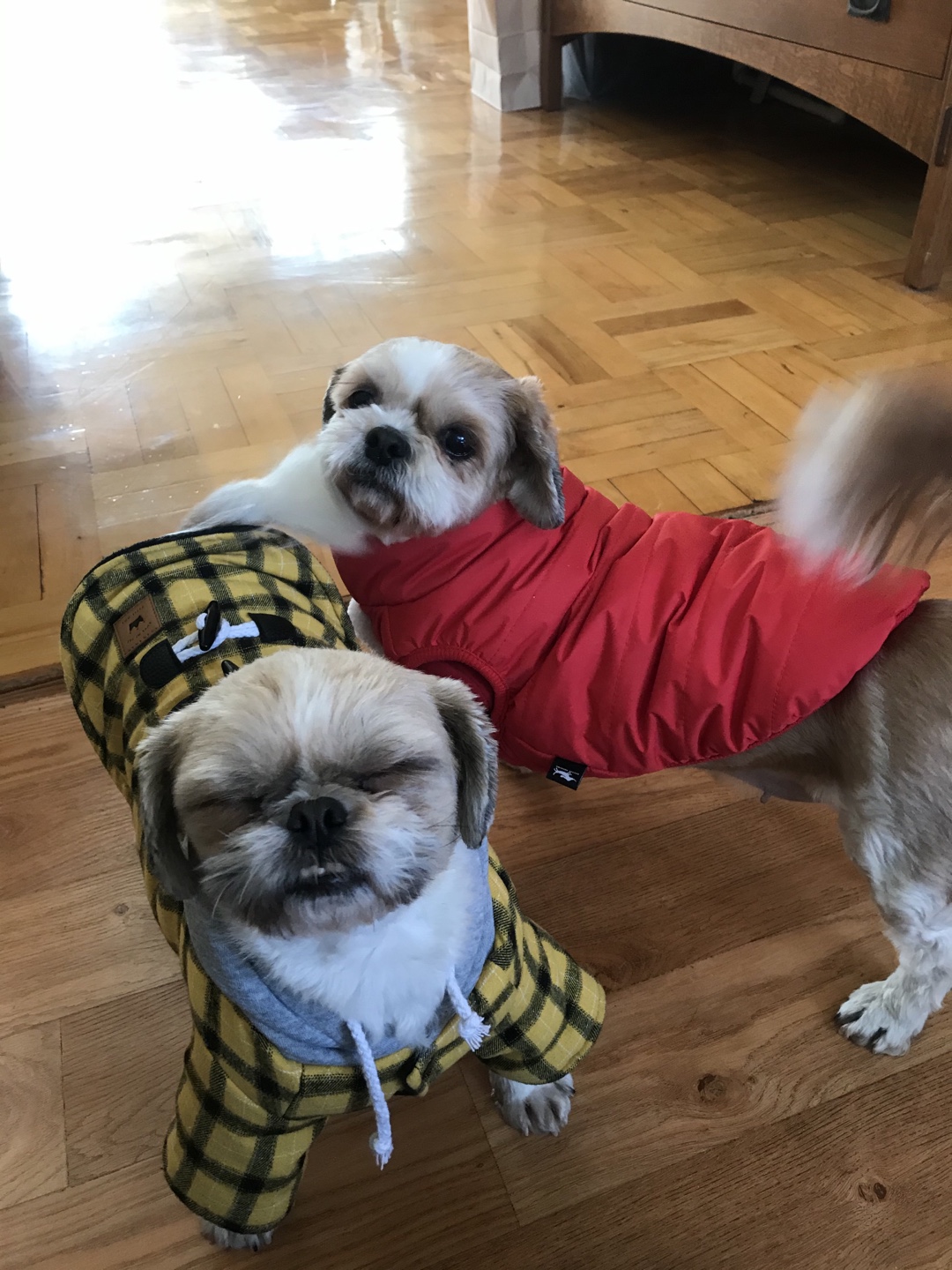 영천 번식장 탱구 탱자 입양 1년 후 후기