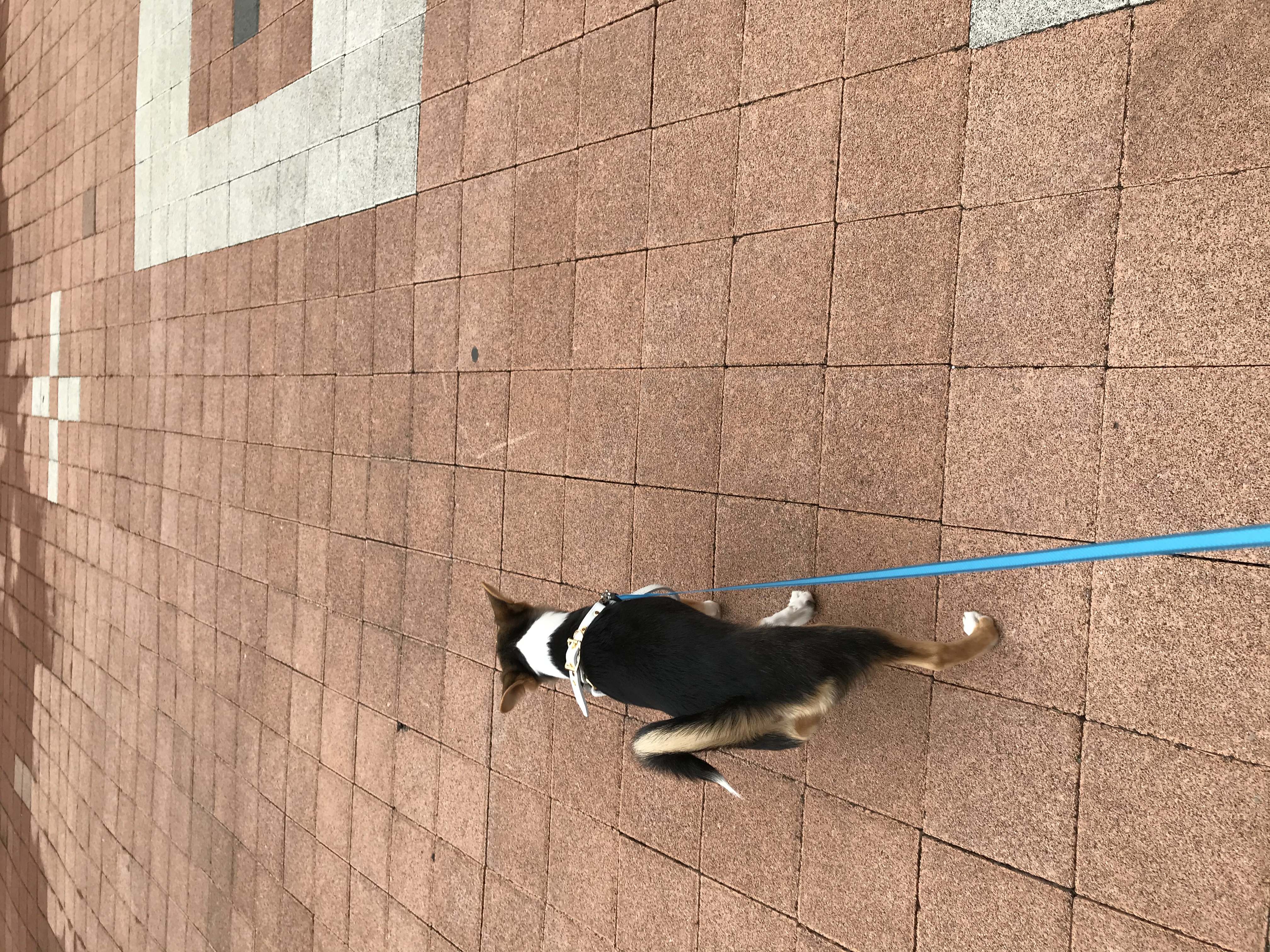 마레와 함께한 일주일:)