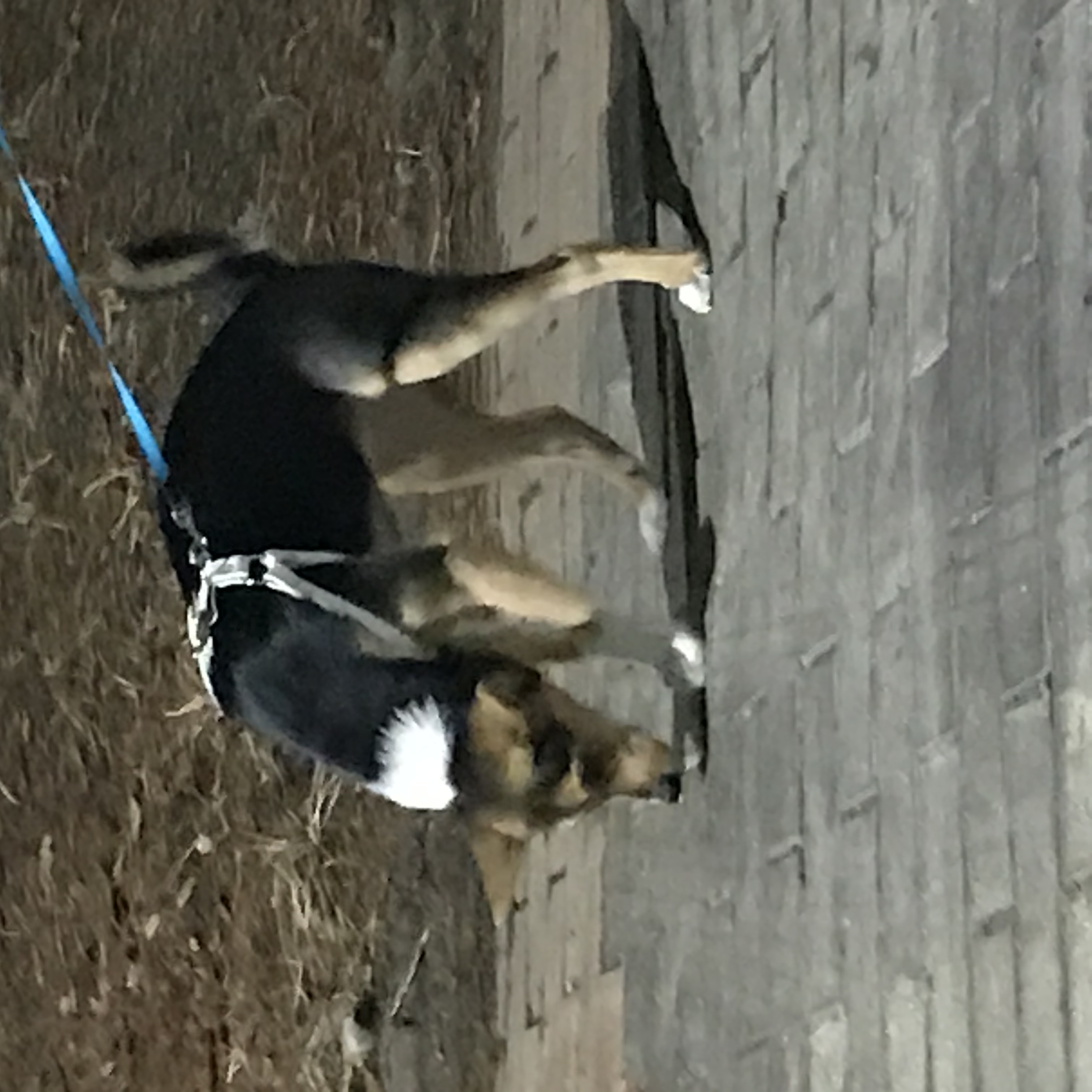 마레와 함께한 일주일:)