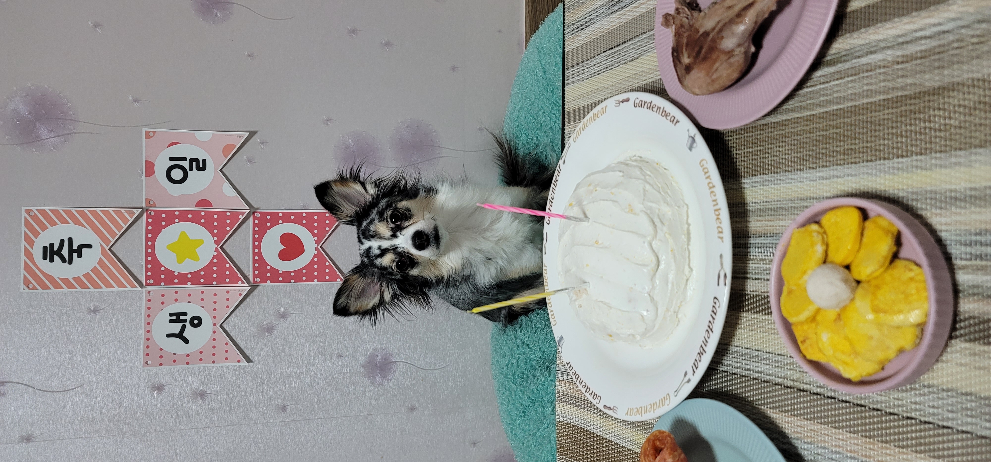 쁘띠 두돌을 축하해주세요.(평택번식장 태태막둥이)