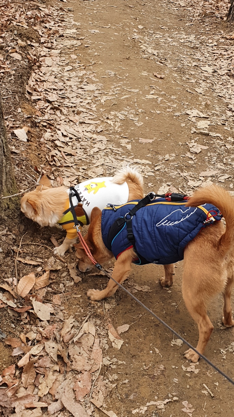 리카(헐크) 입양 50일간 동행 일기