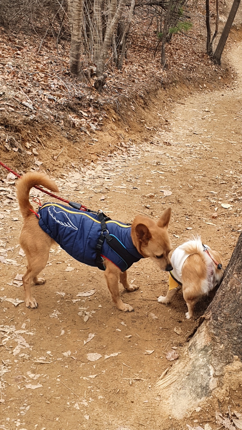 리카(헐크) 입양 50일간 동행 일기