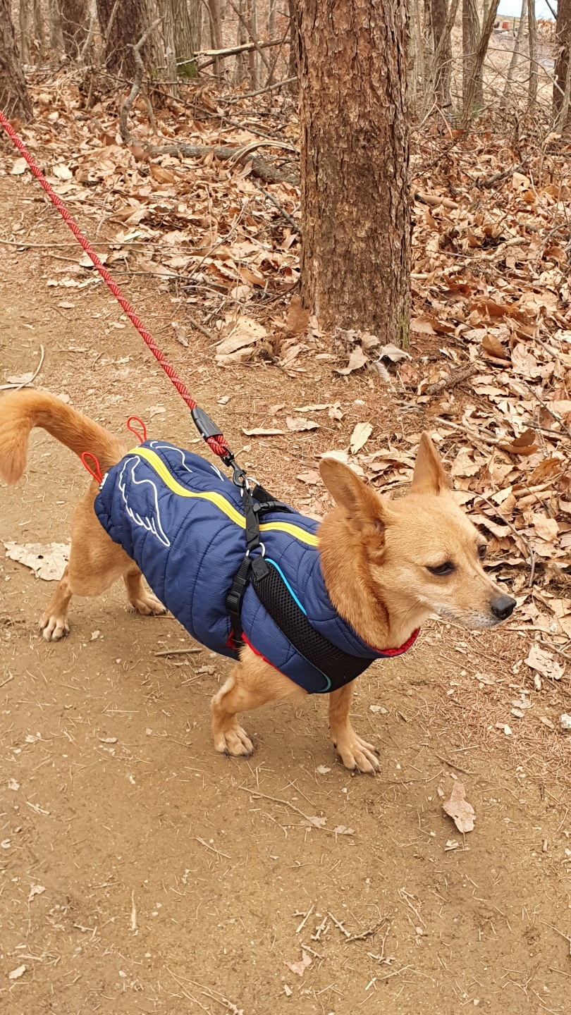 리카(헐크) 입양 50일간 동행 일기