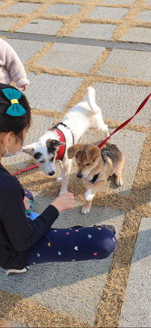 마초 입양 한달 후기