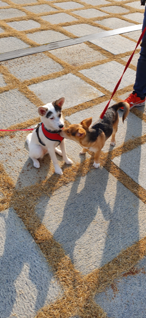 마초 입양 한달 후기