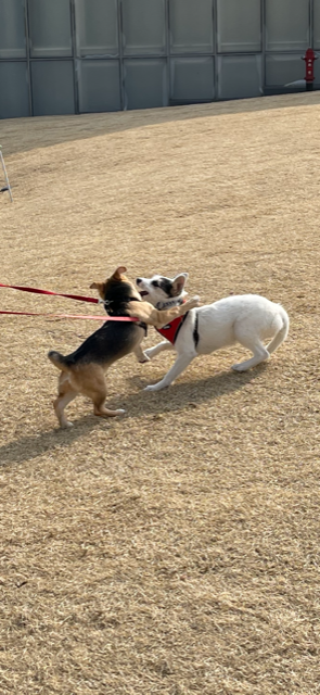 마초 입양 한달 후기