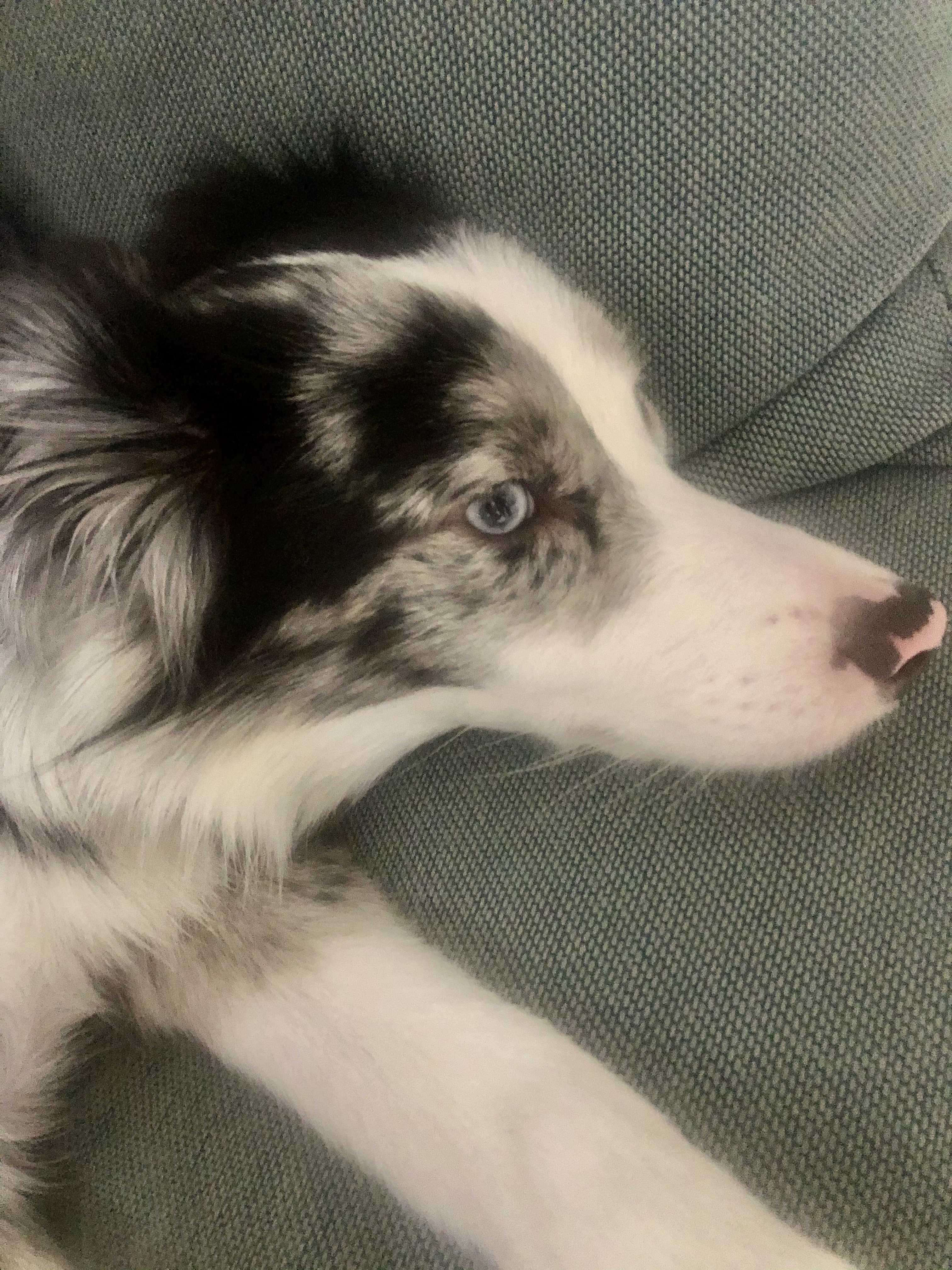 샤인이와 가족된지 3개월