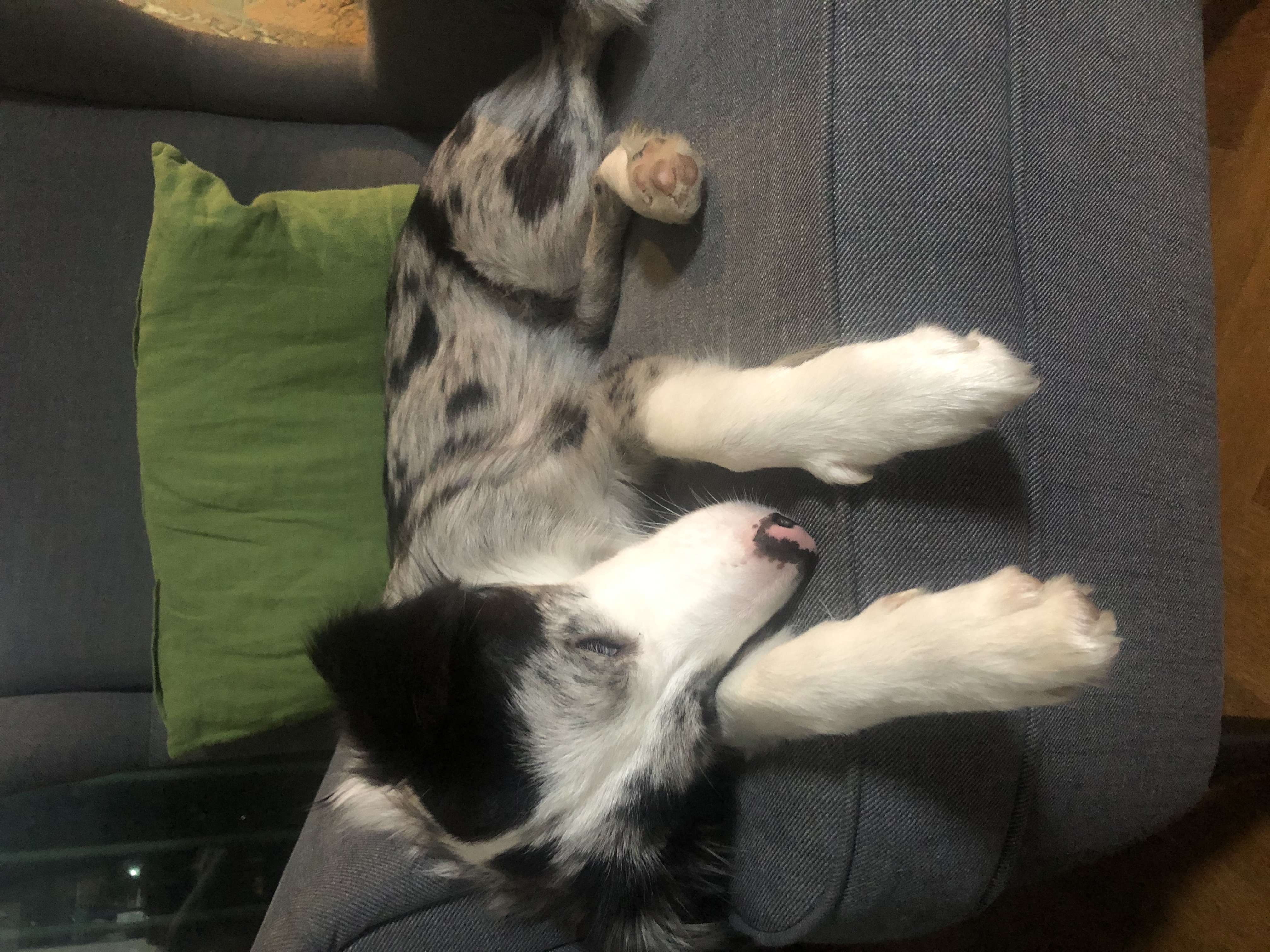 샤인이와 가족된지 3개월