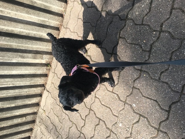 [곤지암번식장 구조견 임시보호중] 릴리(곤지암-12) 임보온지 한달이 되었어요!!!