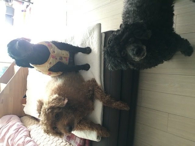 [곤지암번식장 구조견 임시보호중] 릴리(곤지암-12) 임보온지 한달이 되었어요!!!