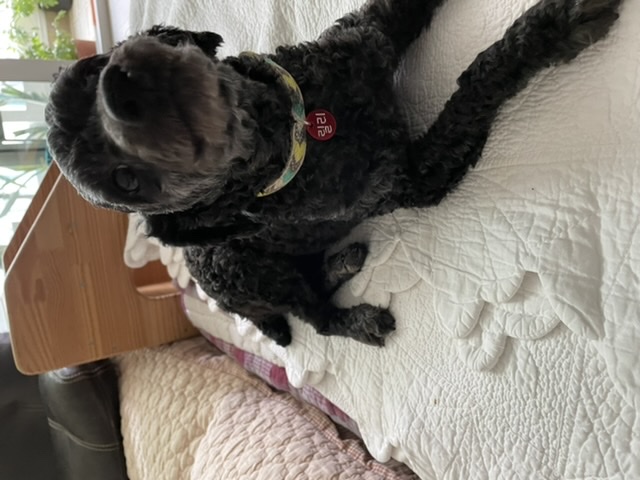 [곤지암번식장 구조견 임시보호중] 릴리(곤지암-12) 임보온지 한달이 되었어요!!!