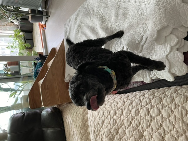 [곤지암번식장 구조견 임시보호중] 릴리(곤지암-12) 임보온지 한달이 되었어요!!!