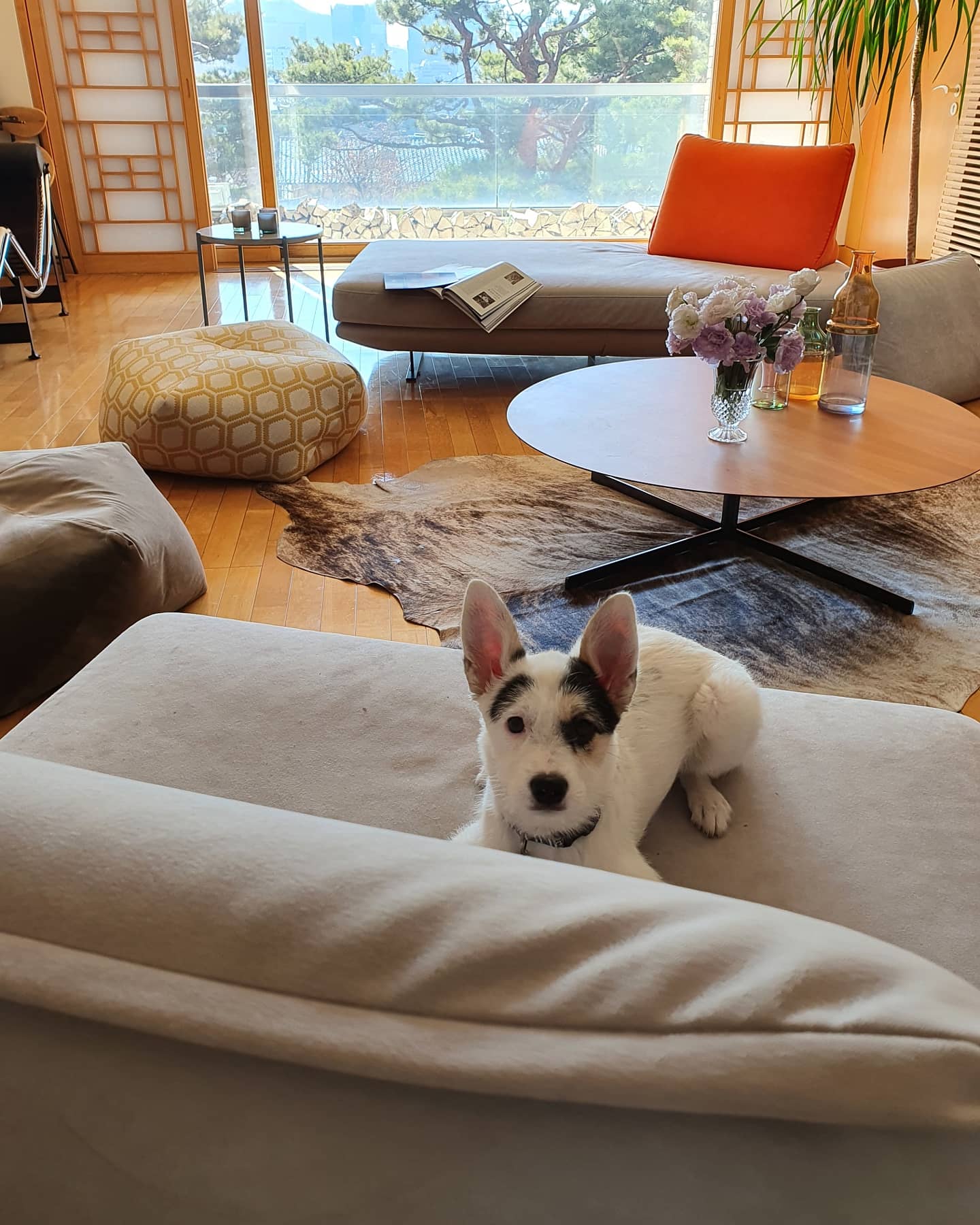 마블 (구 마보) 입양 한달 이야기