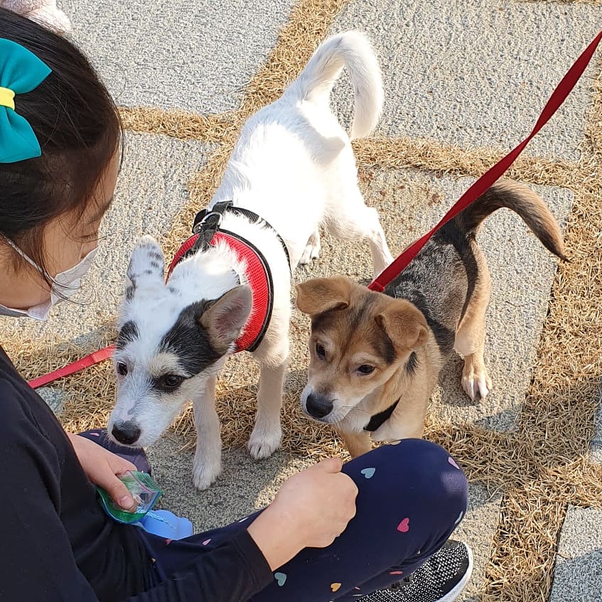 마블 (구 마보) 입양 한달 이야기