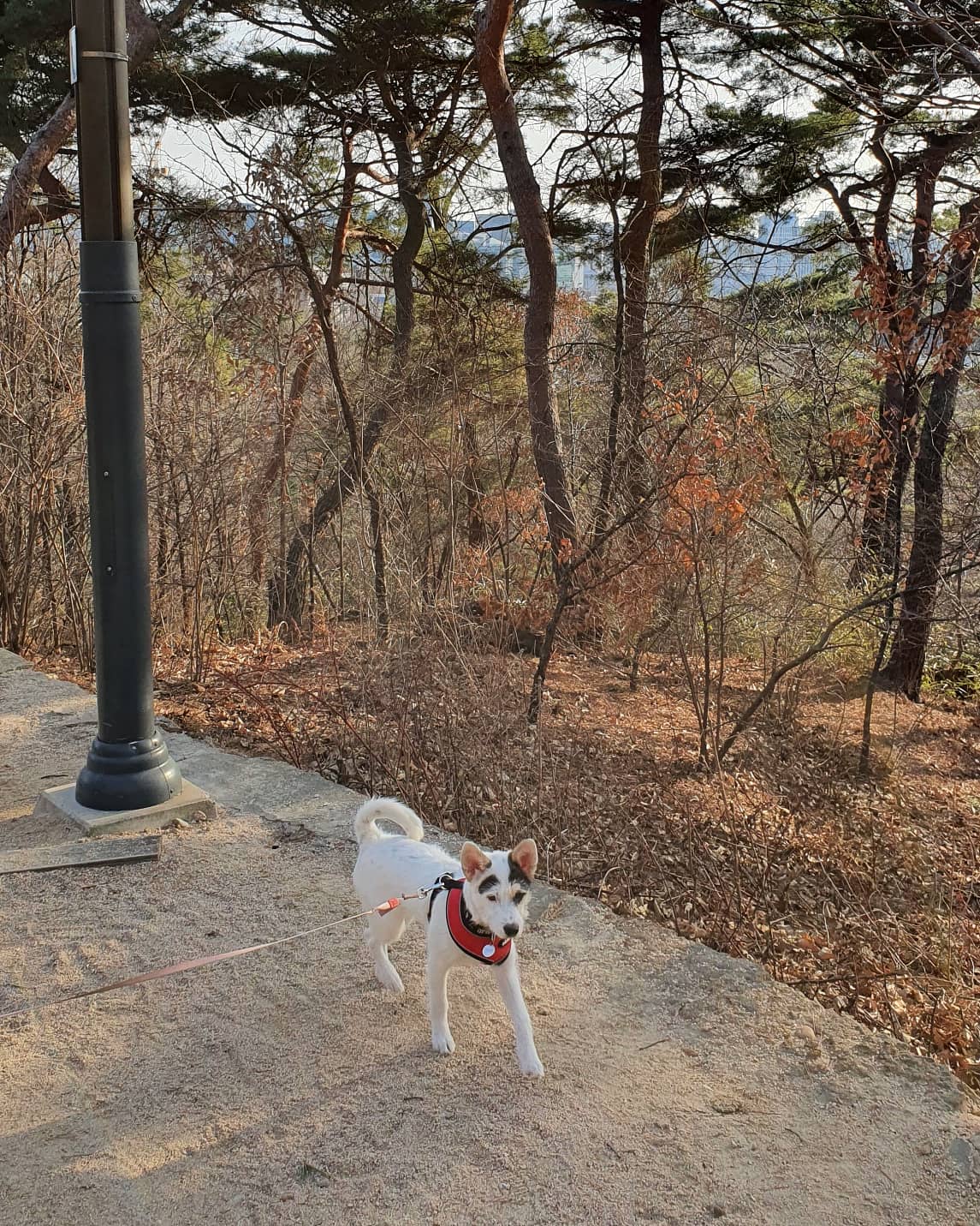 마블 (구 마보) 입양 한달 이야기