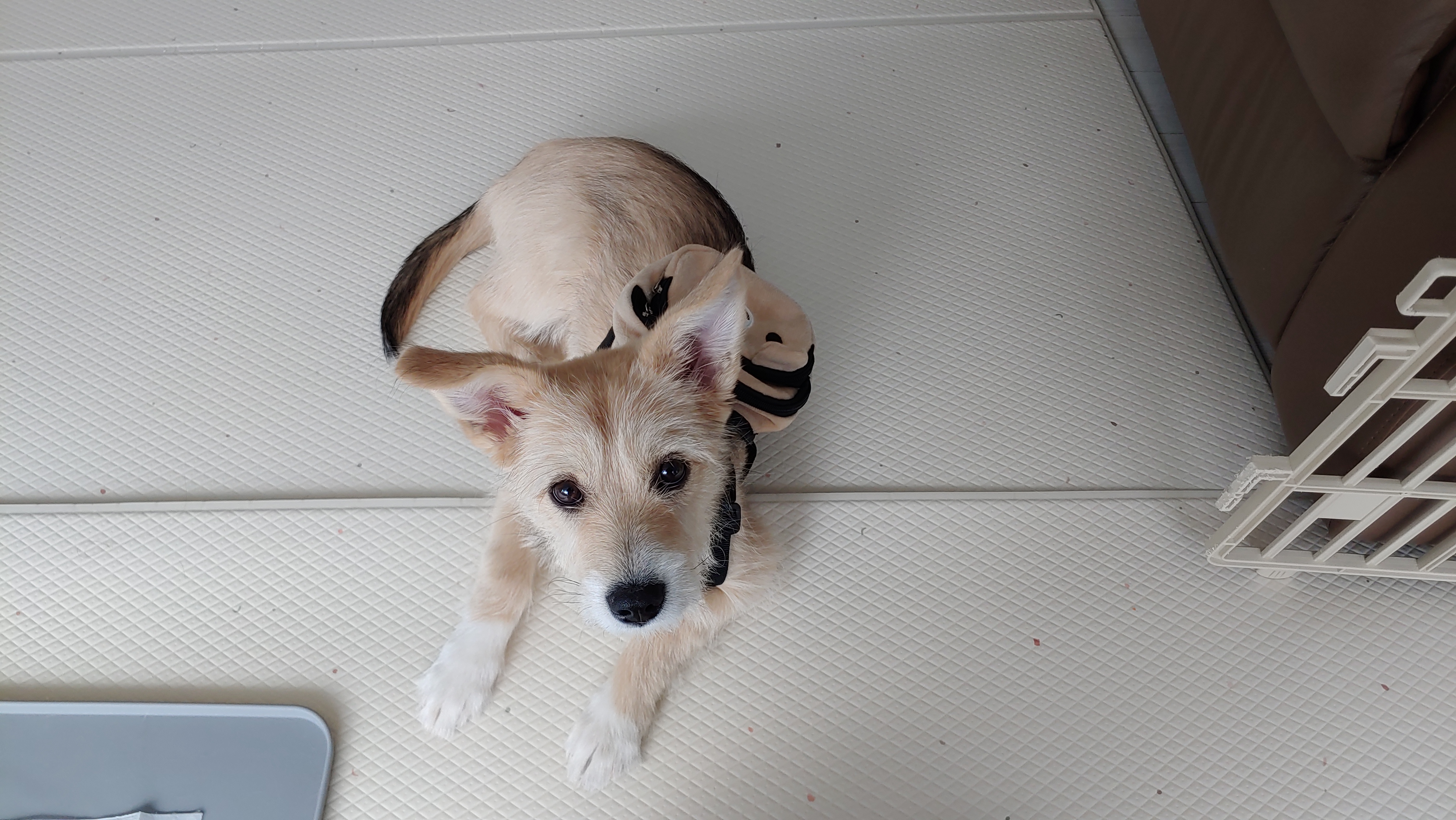 미루 (마노) 두 달 이야기